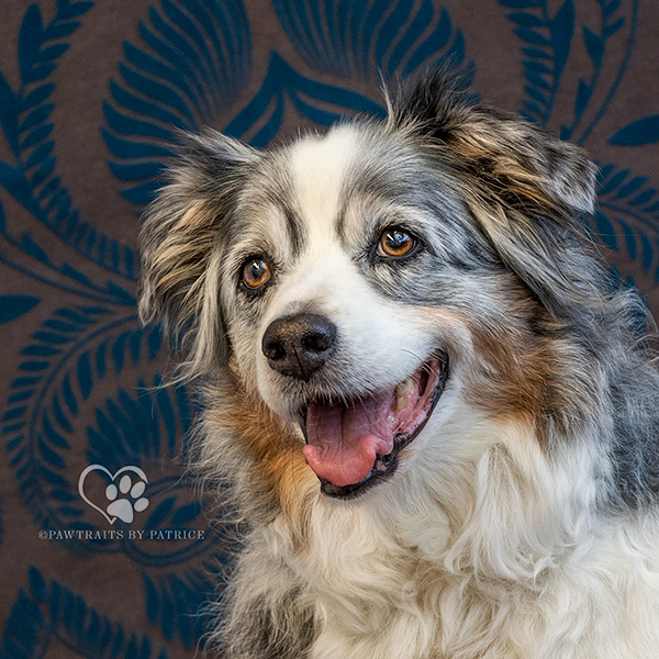 Smiling Australian Shepherd with her super soft fur
