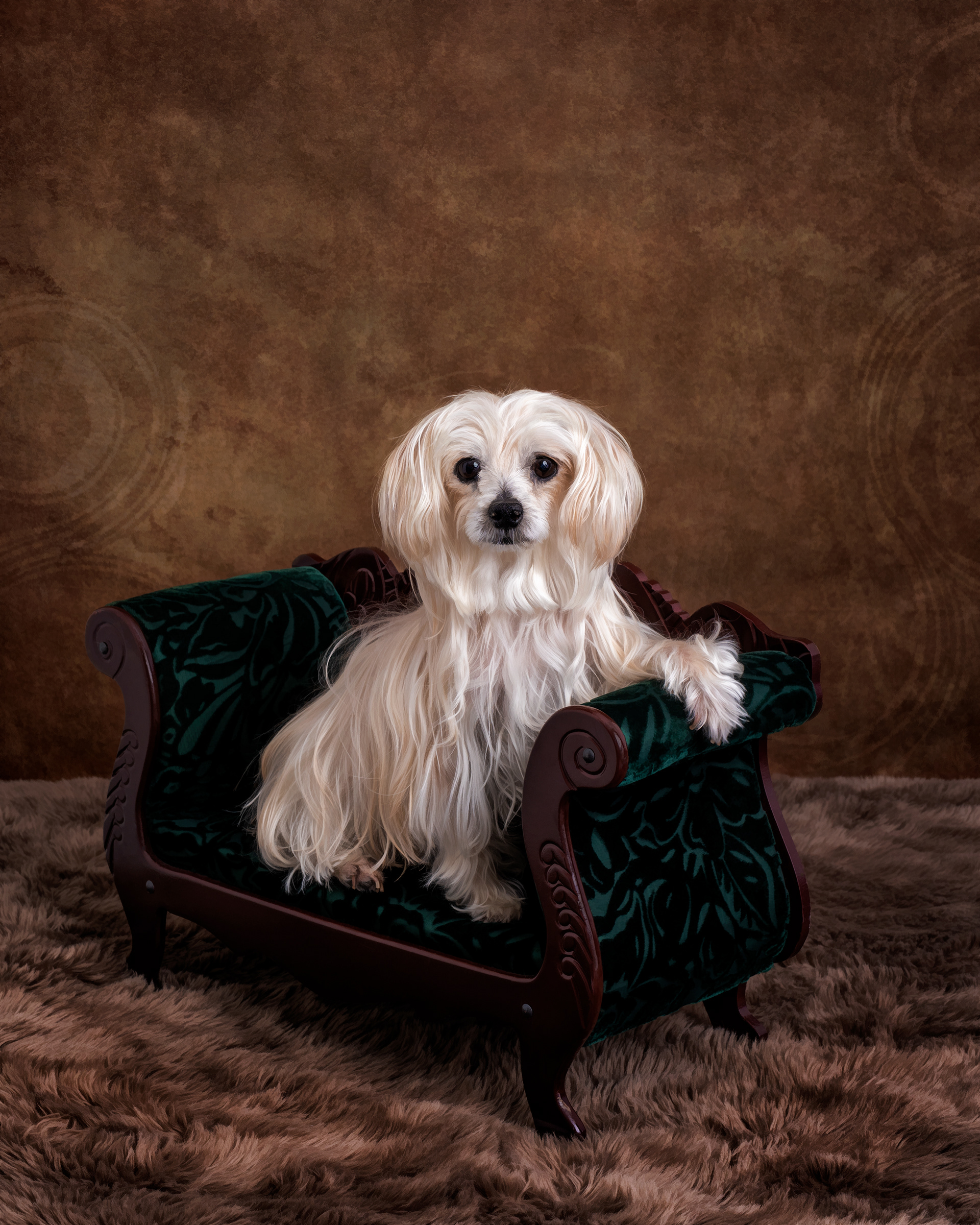 An elegant portait of a Morkie on a velvet sofa