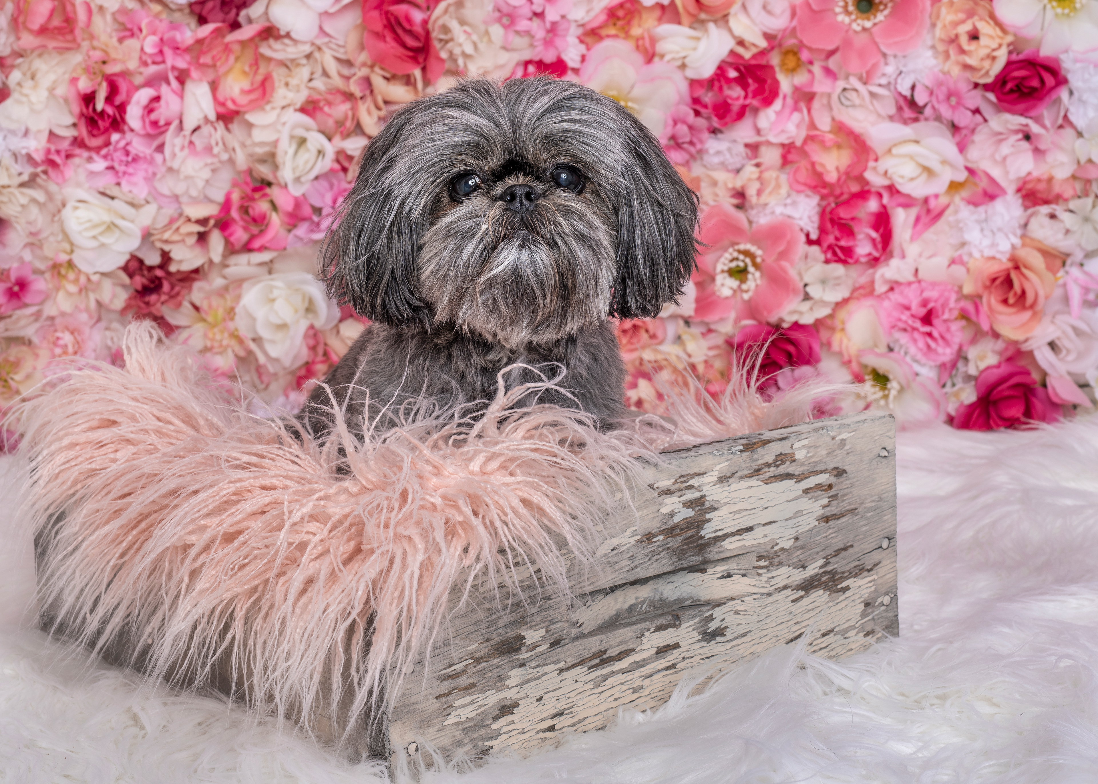 dog, doggie, canine, fur, furry, shih tzu, girly, flowers, photo, pet, photography, portrait