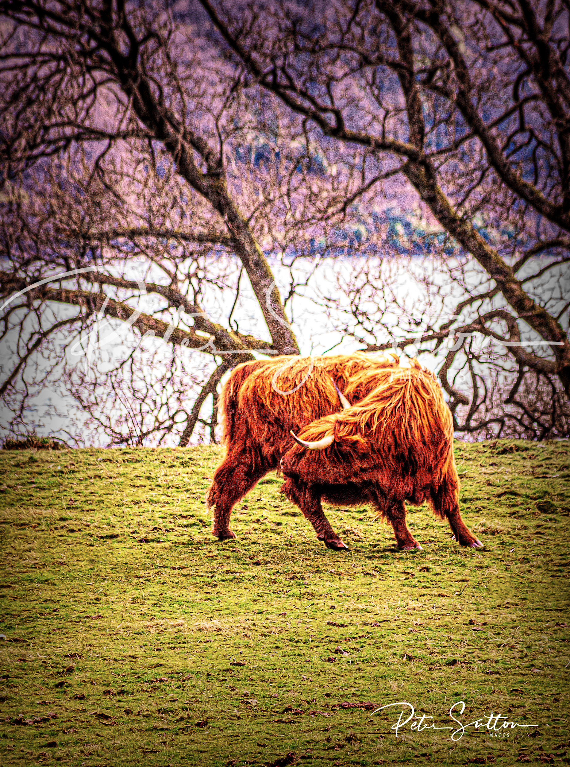 Highland cow