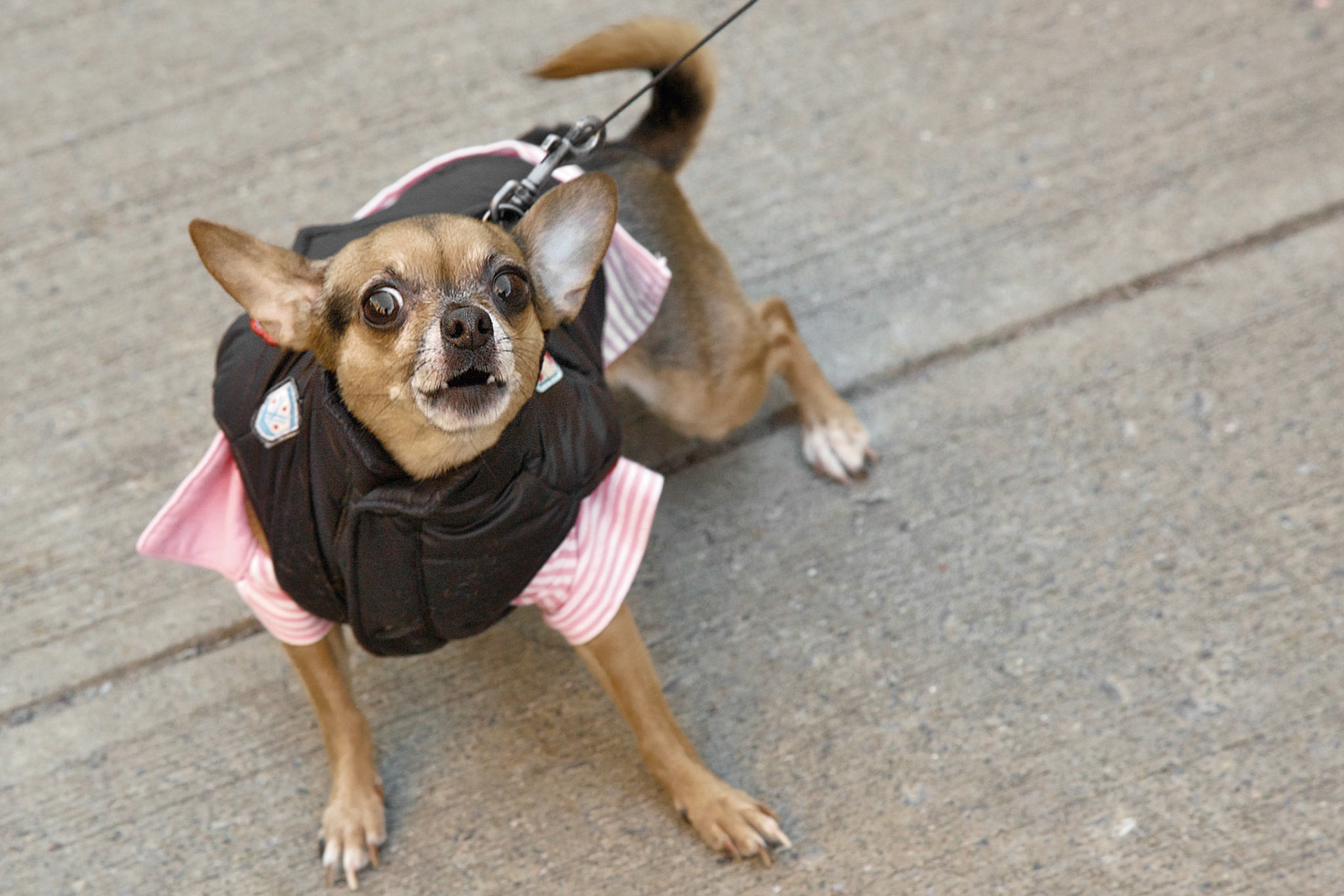 Defiant Chihuahua
