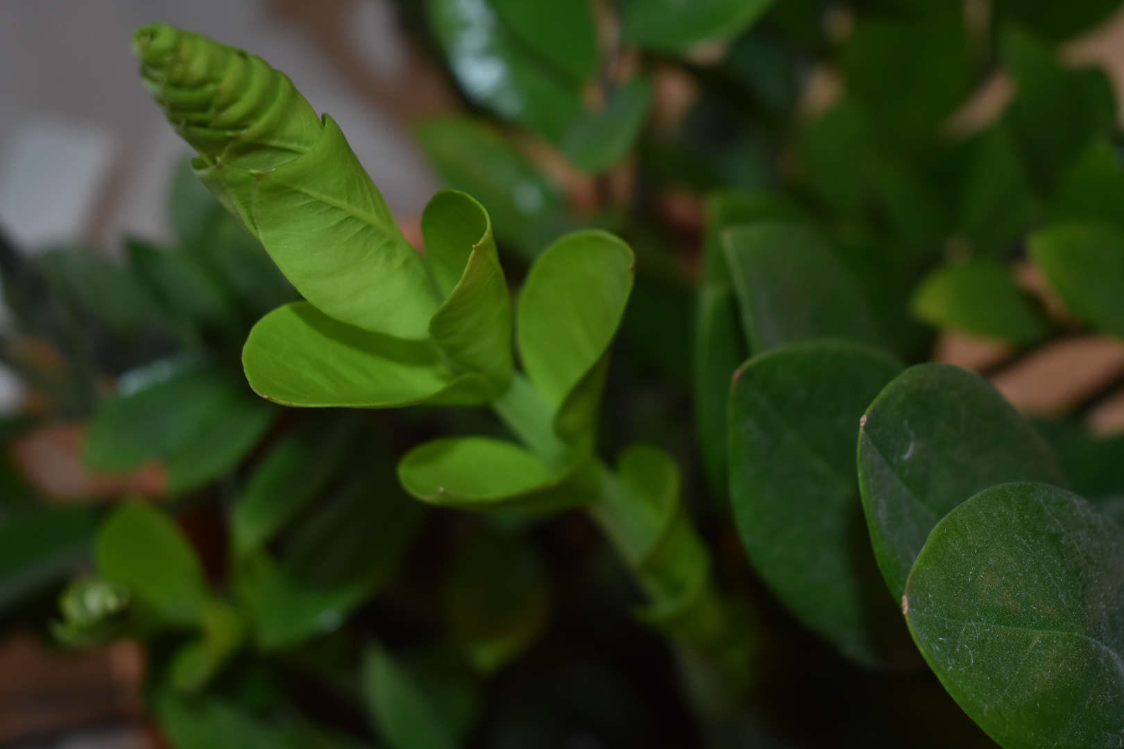 Photography - Growth
