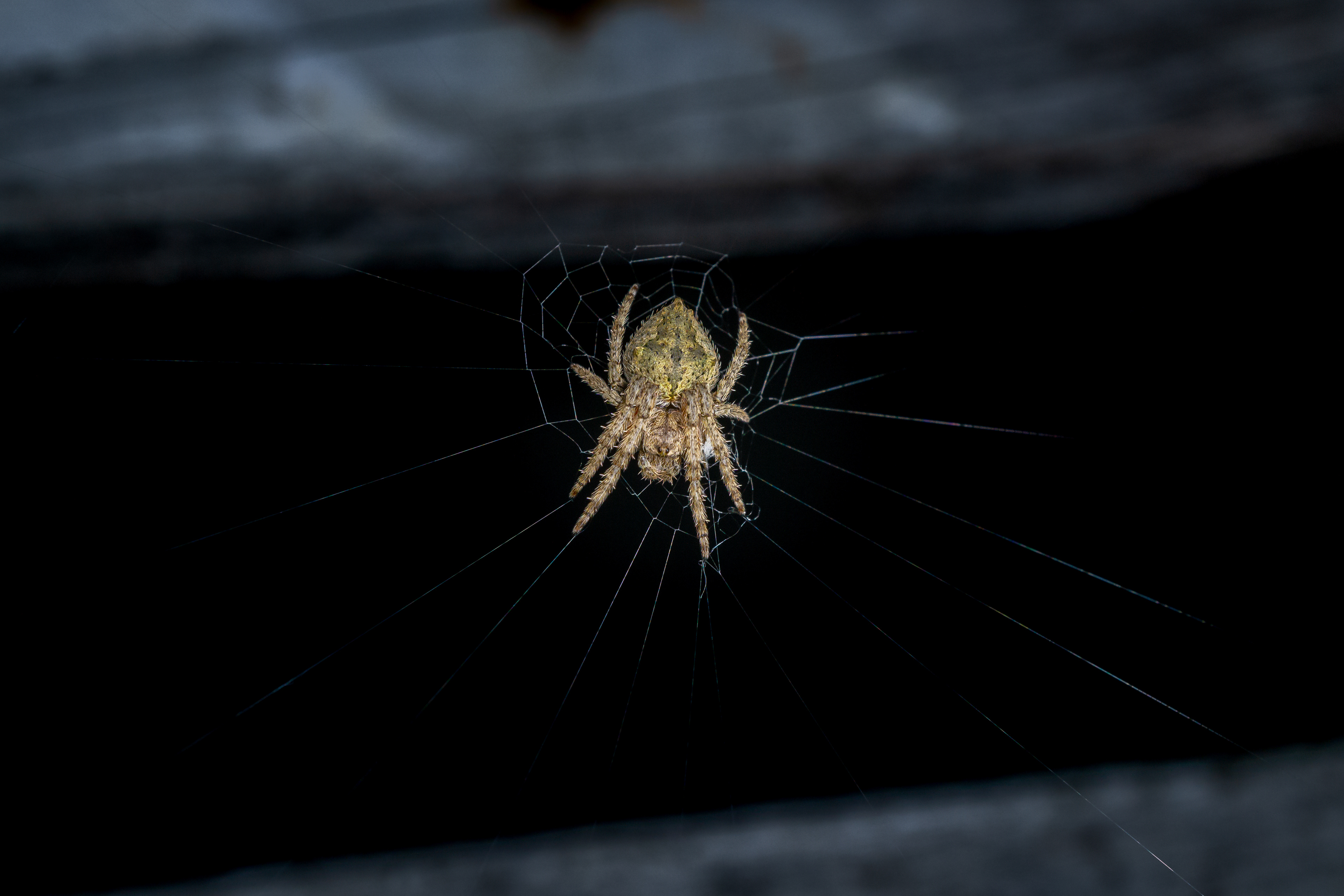 Green Orb Web spider