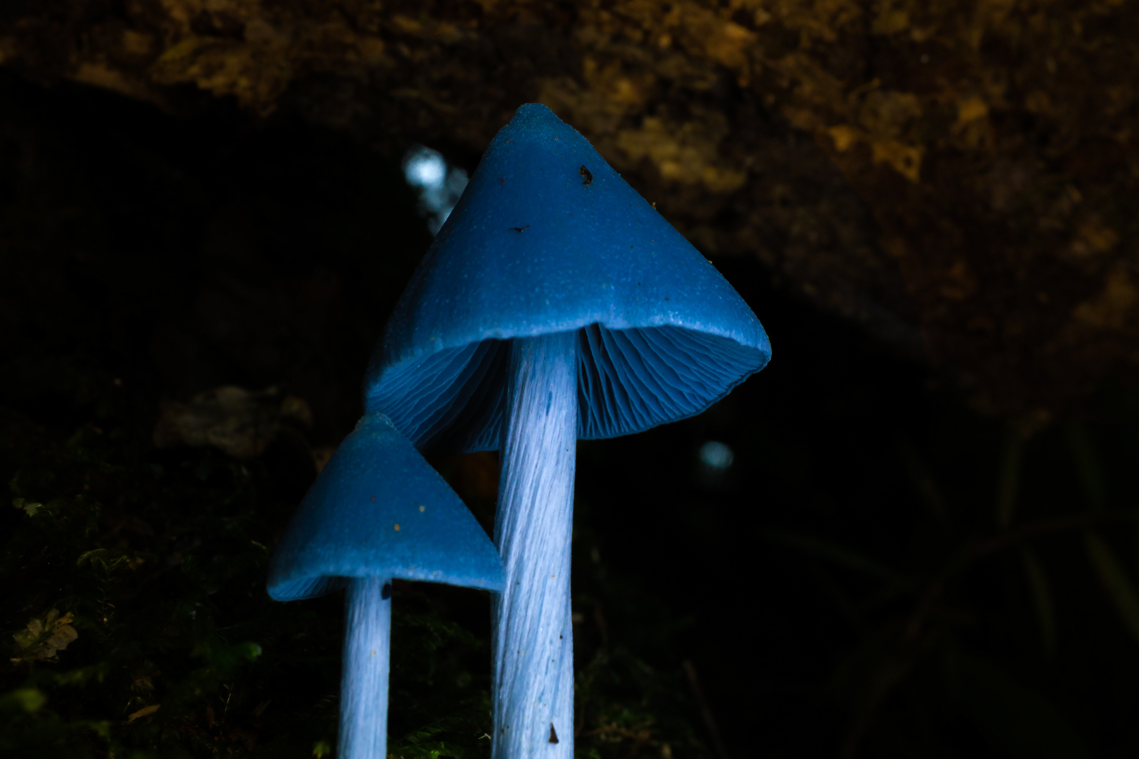 Entoloma hochstetteri, Seaward Bush  Invercargill. New Zealand