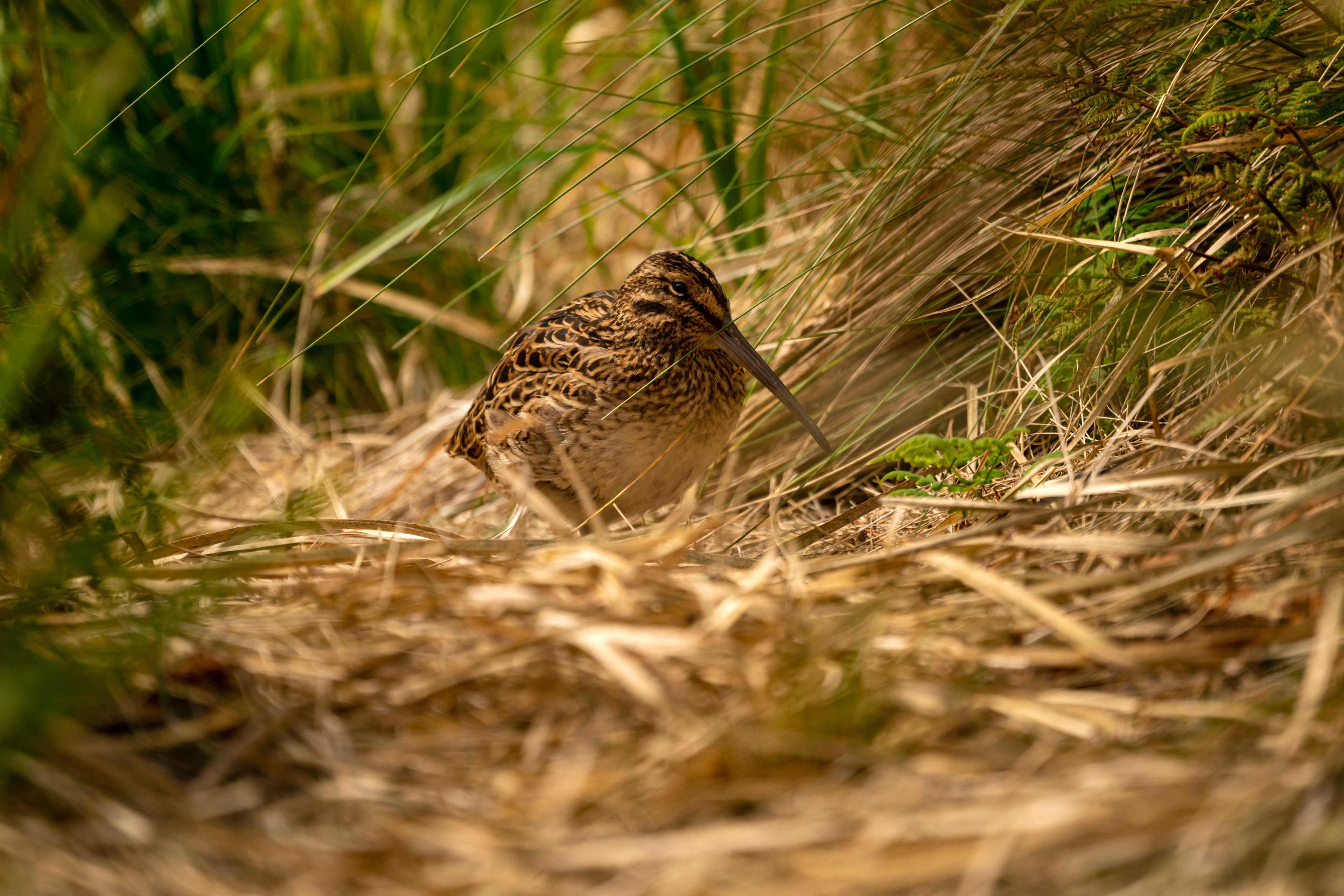 Subantarctic snipe, Antipodes subspecies