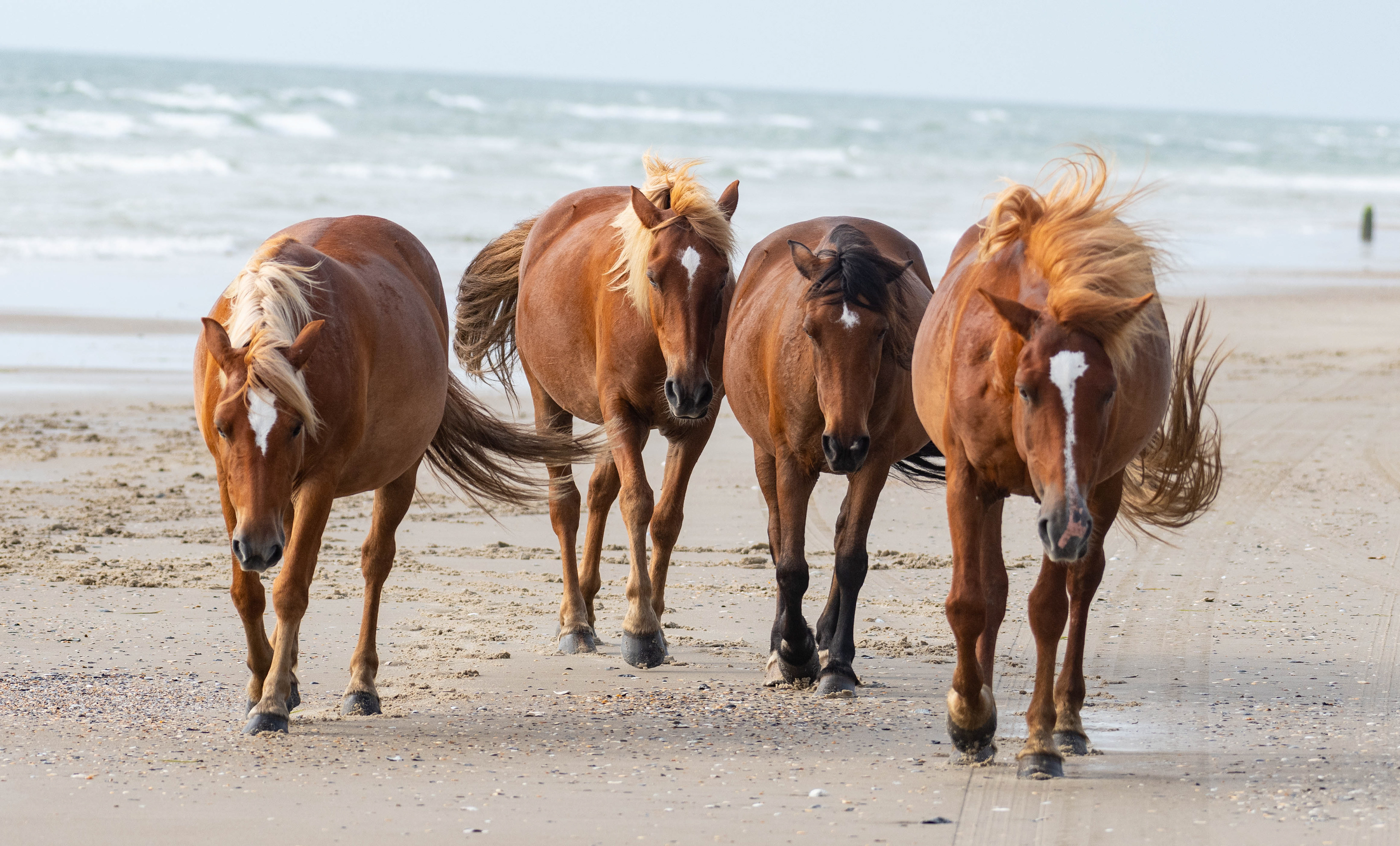 Jeffrey McQuilkin - Wild Horses of the Outer Banks