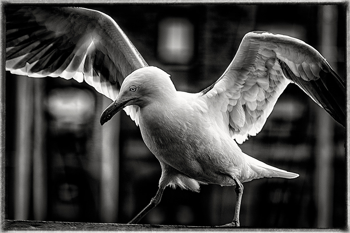 Dancing Gull