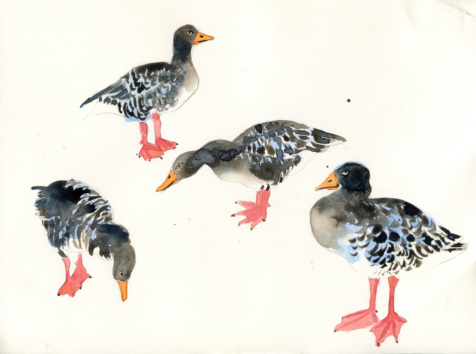 Greylag geese