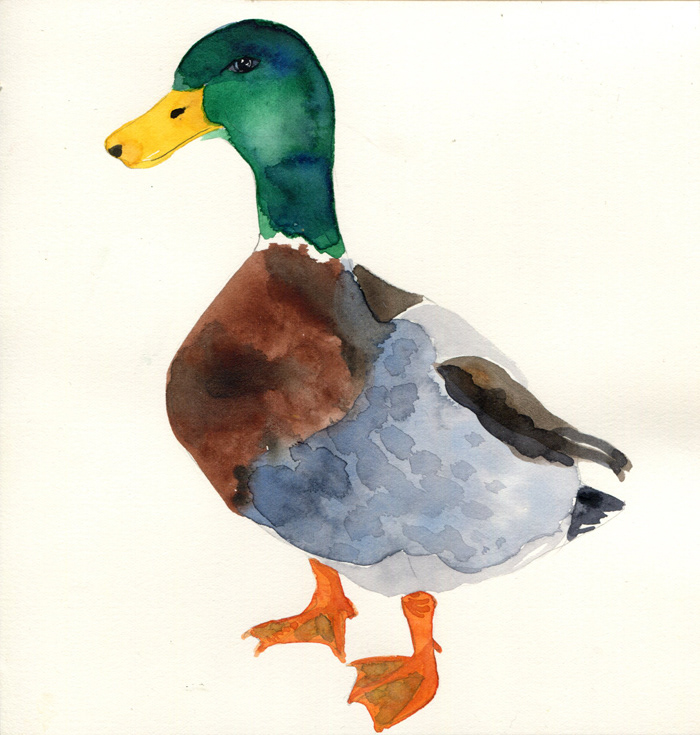 Mallard duck watercolor painting