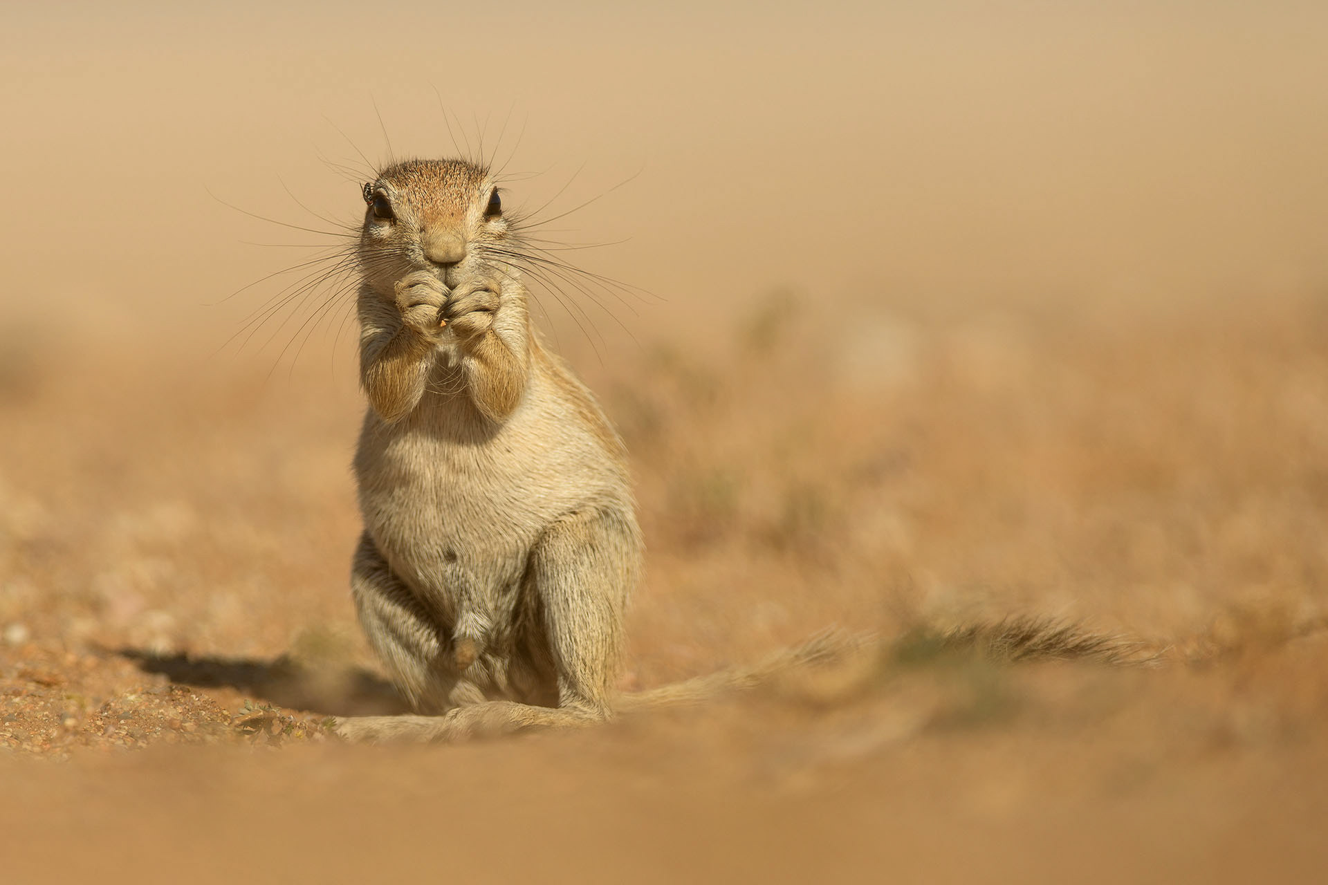 Veveriță | Namibia