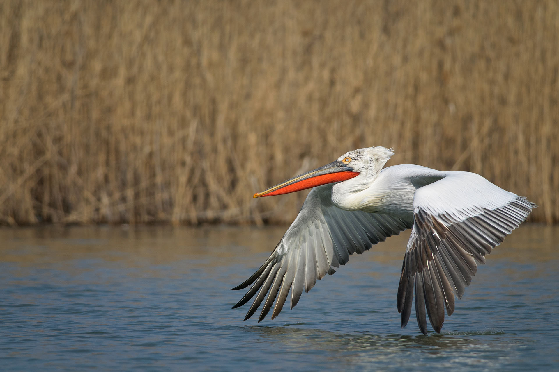 Pelican creț