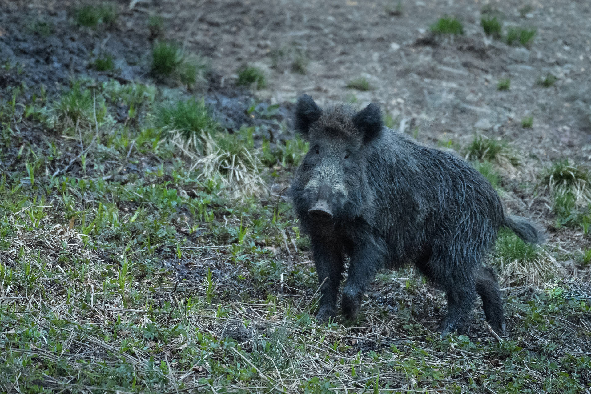 Porc mistreț | Munții Țarcu