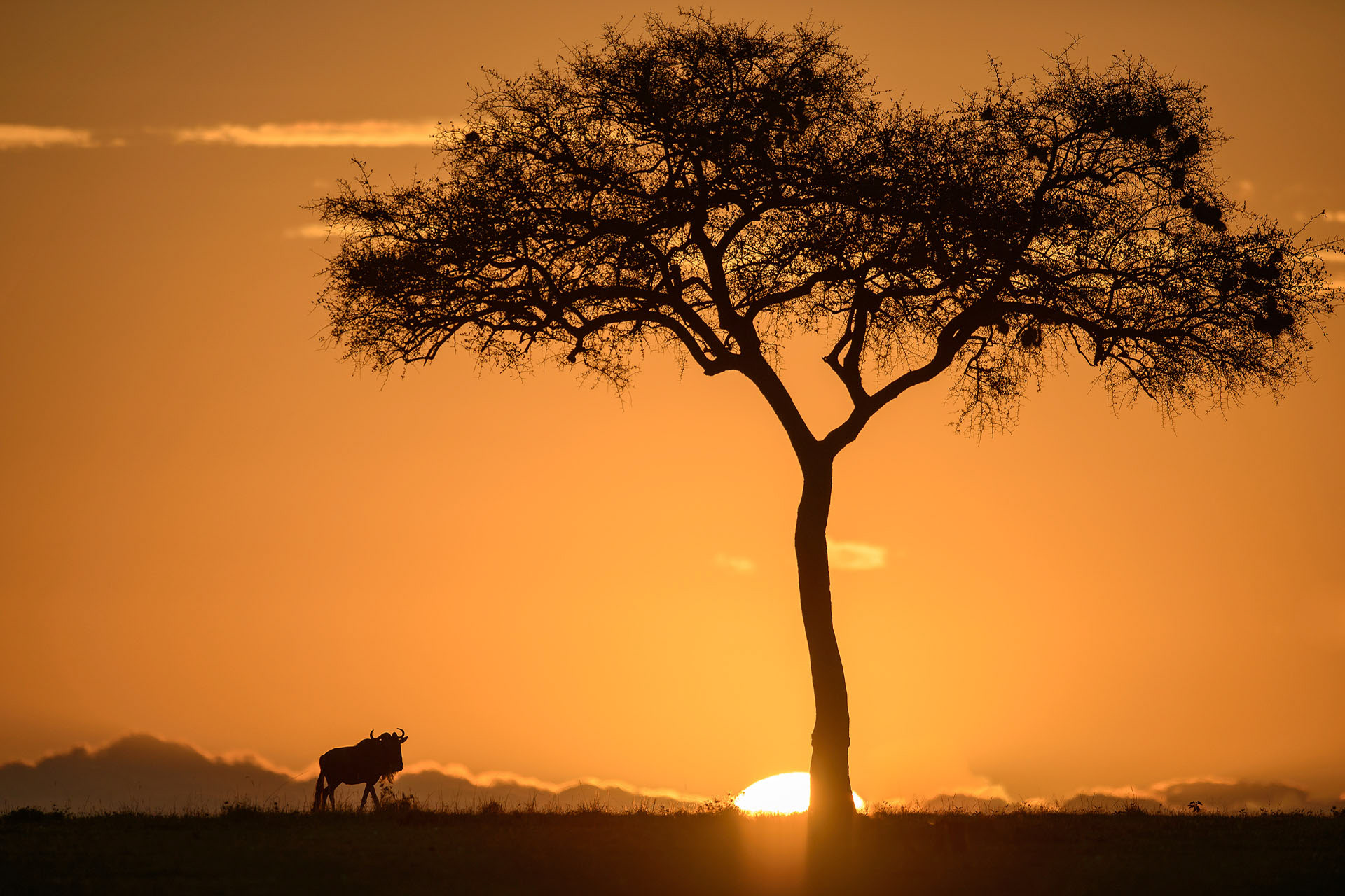 Gnu, Masai Mara | Kenya