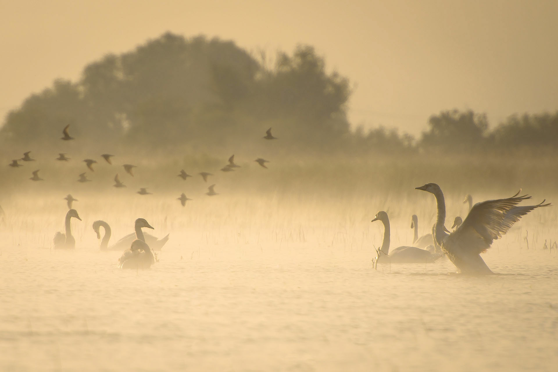 Rezervația Biosferei Delta Dunării