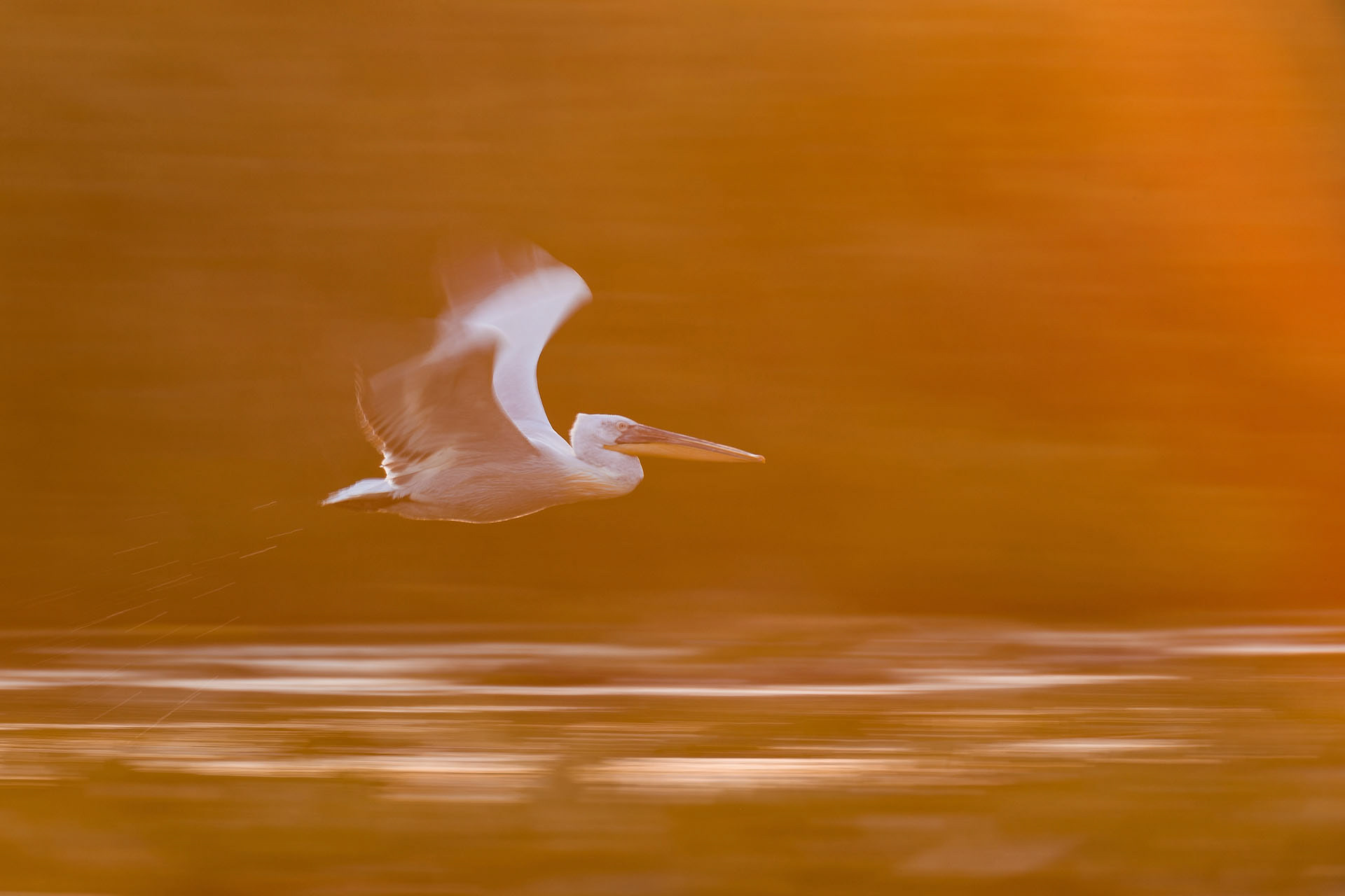 Pelican creț