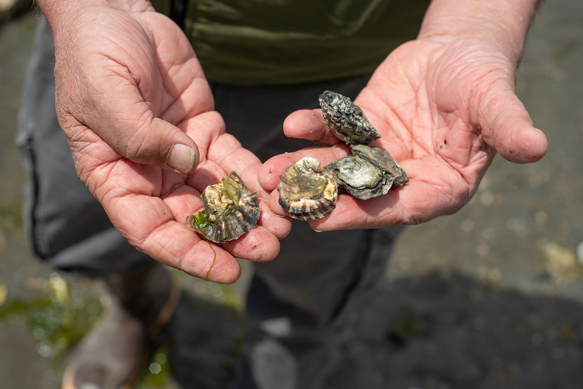 Hannah Letinich Documentary & Conservation Photographer Oyster Spat