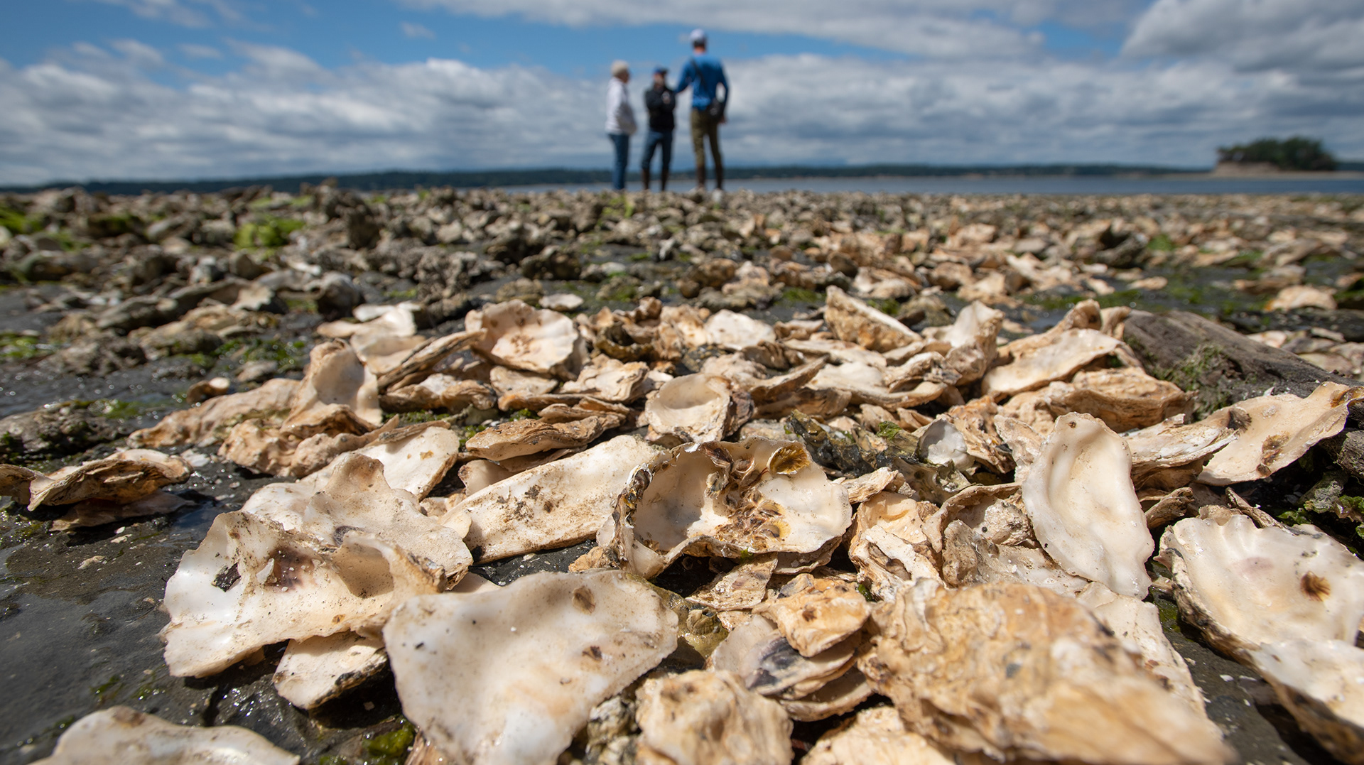 Hannah Letinich Documentary & Conservation Photographer Oyster Spat