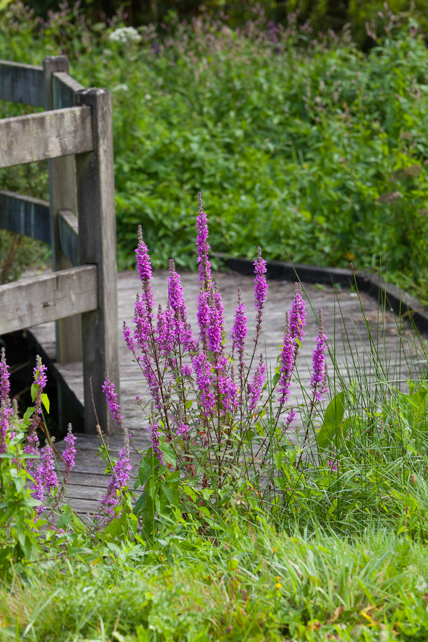 Le jardin du lac à Landrévarzec en septembre 2018.
