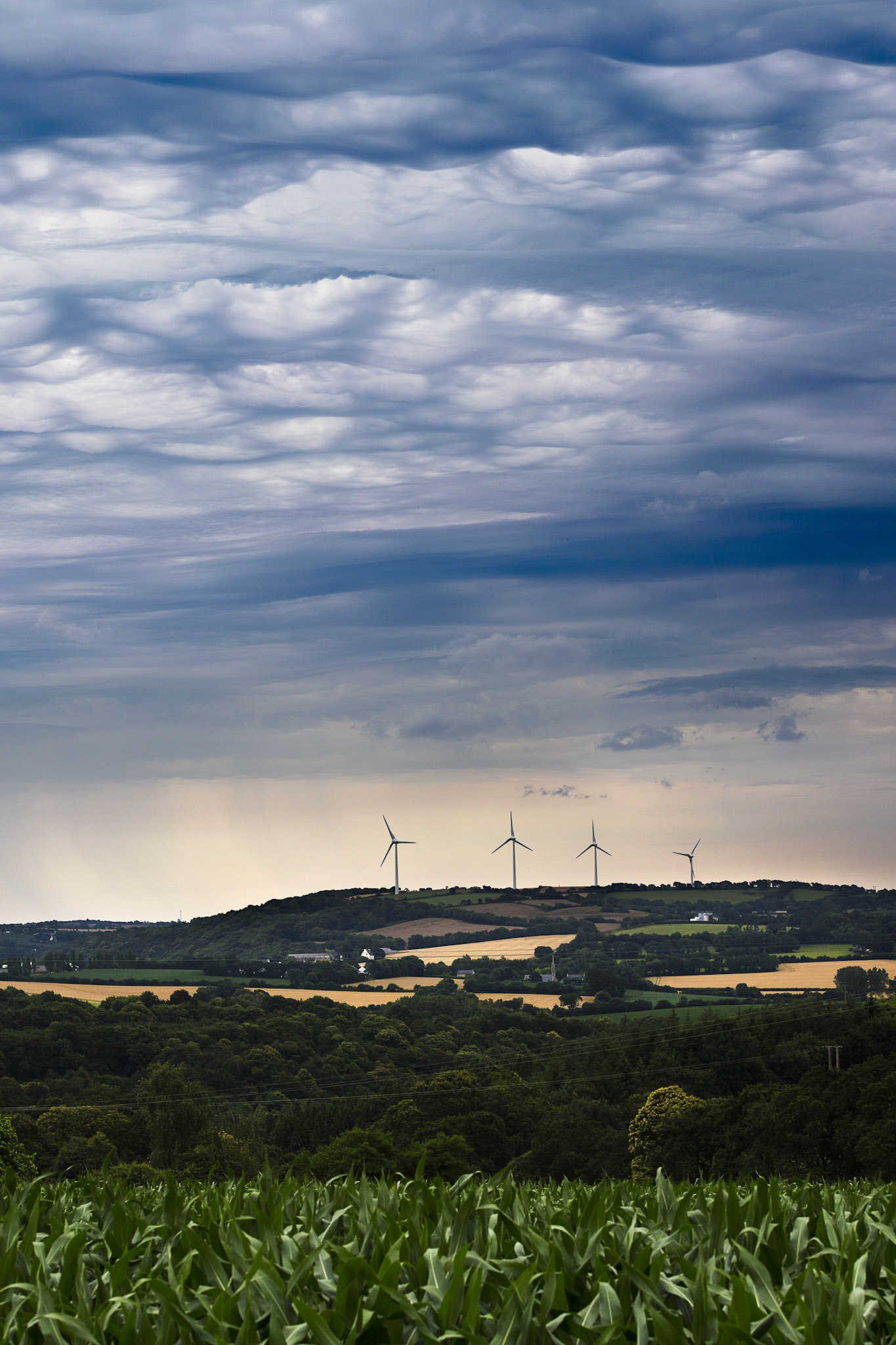 Des altostratus undulatus asperatus apparaissent à la verticale d'éoliennes et d'un champ de maïs. A l'horizon, un rideau de pluie peu contrasté est visible sous de virgules plus sombres.