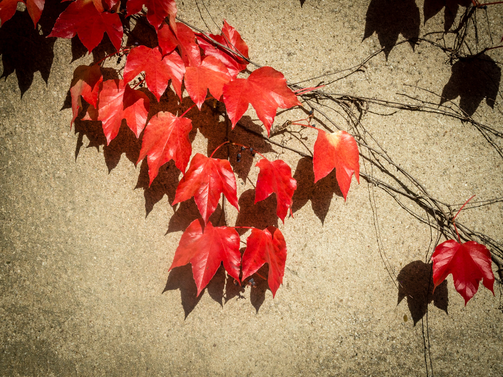 Herbst