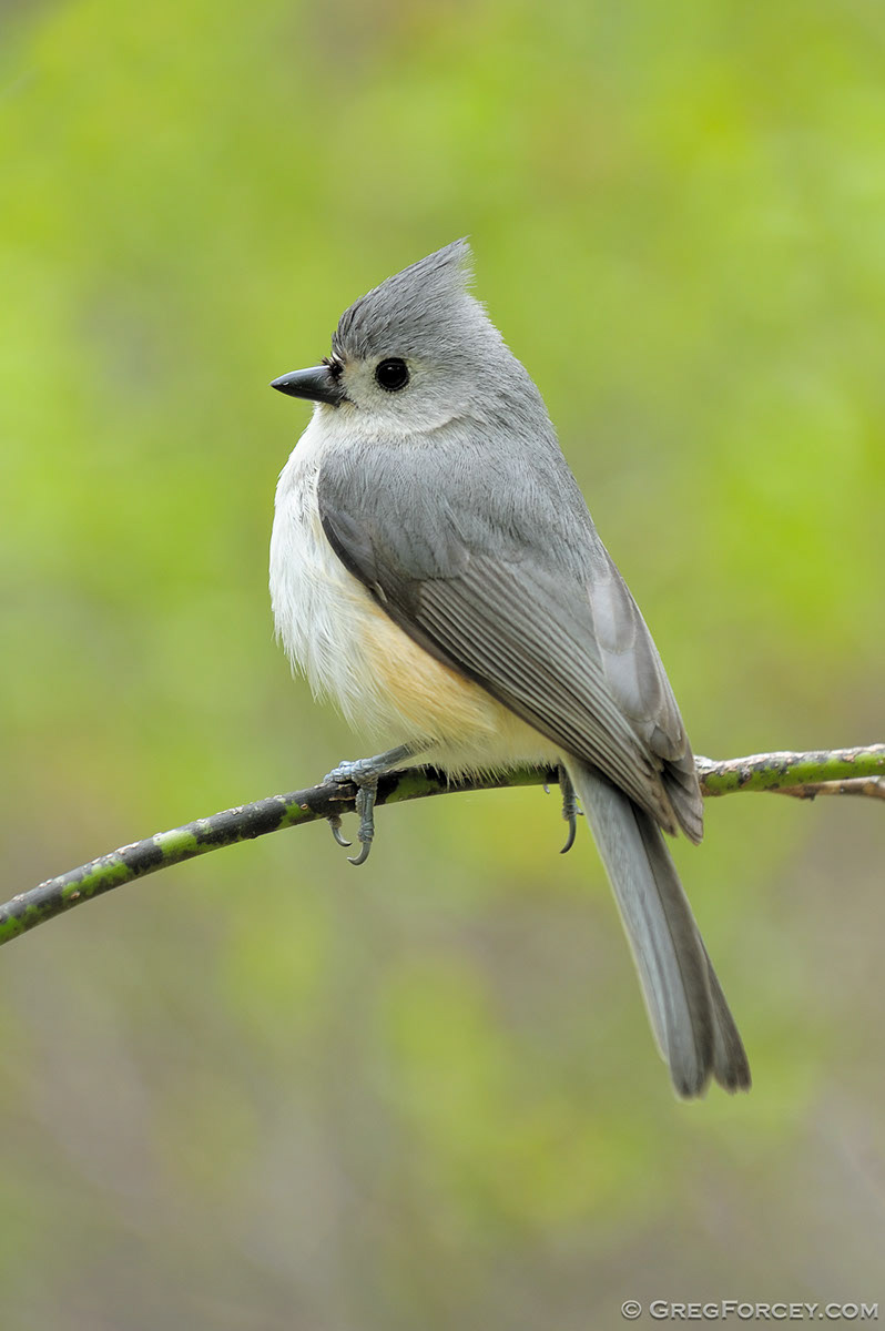 stuffed songbirds