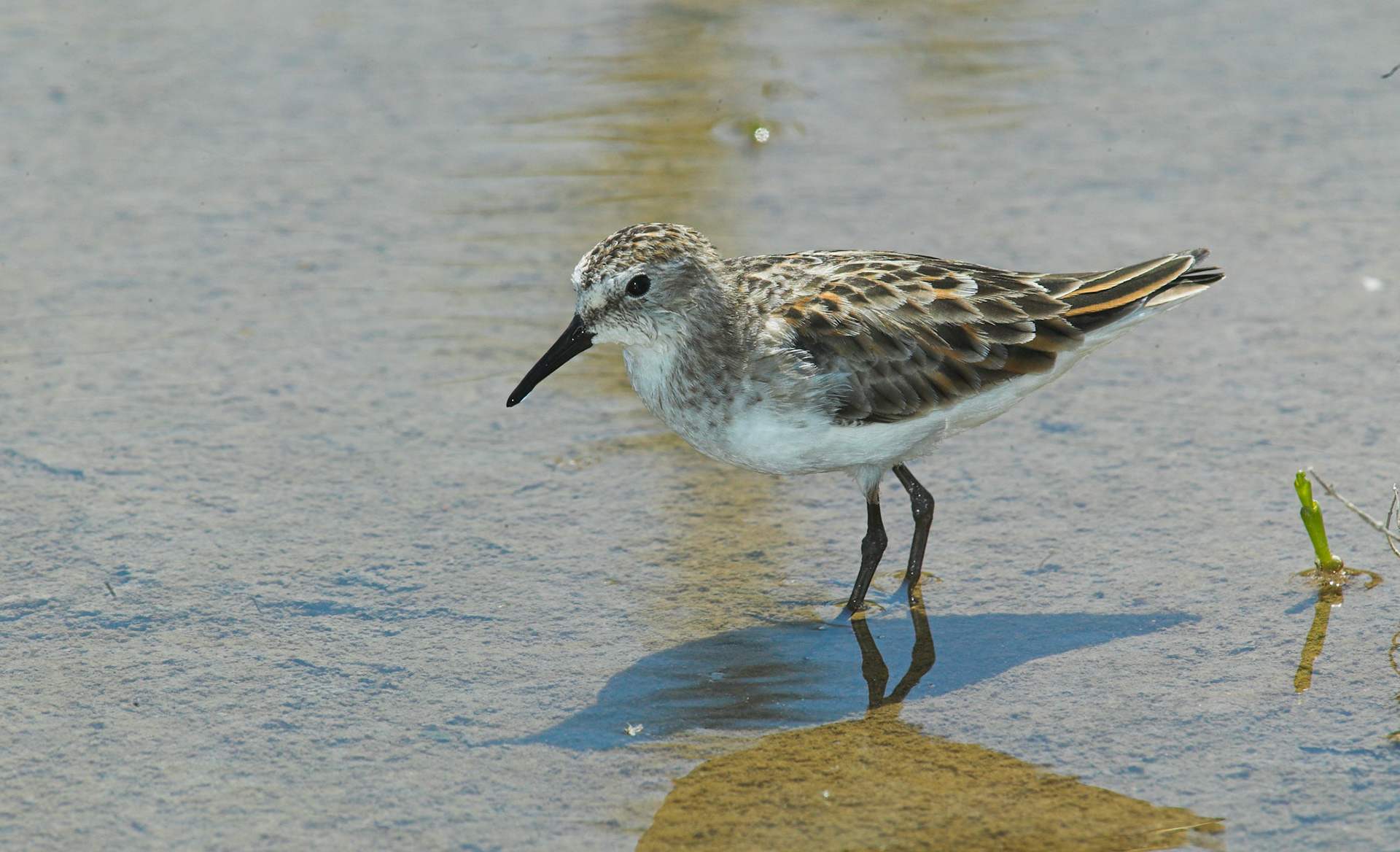 Little Stint - Calidris minutia