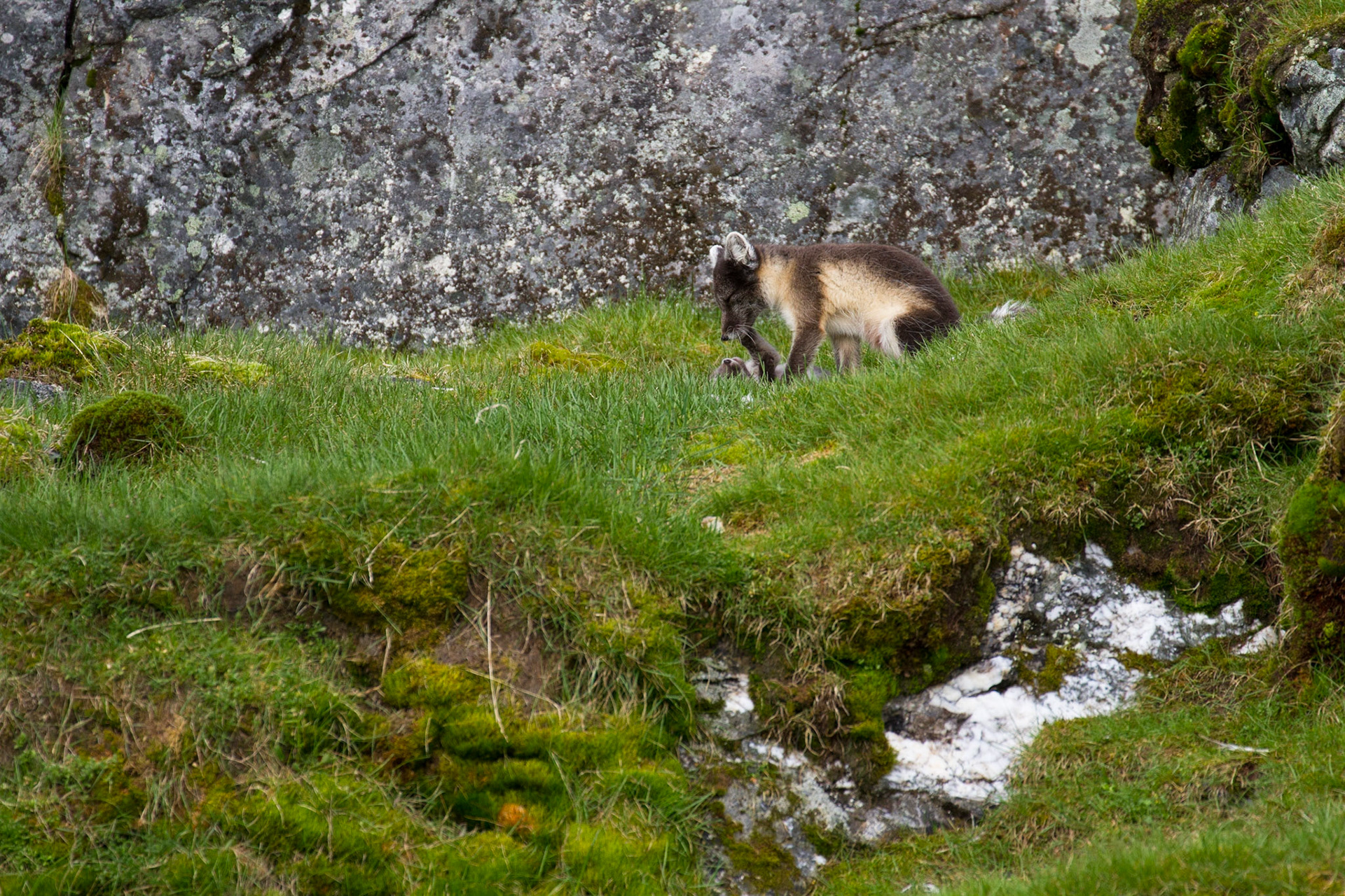 Arctic fox and kit