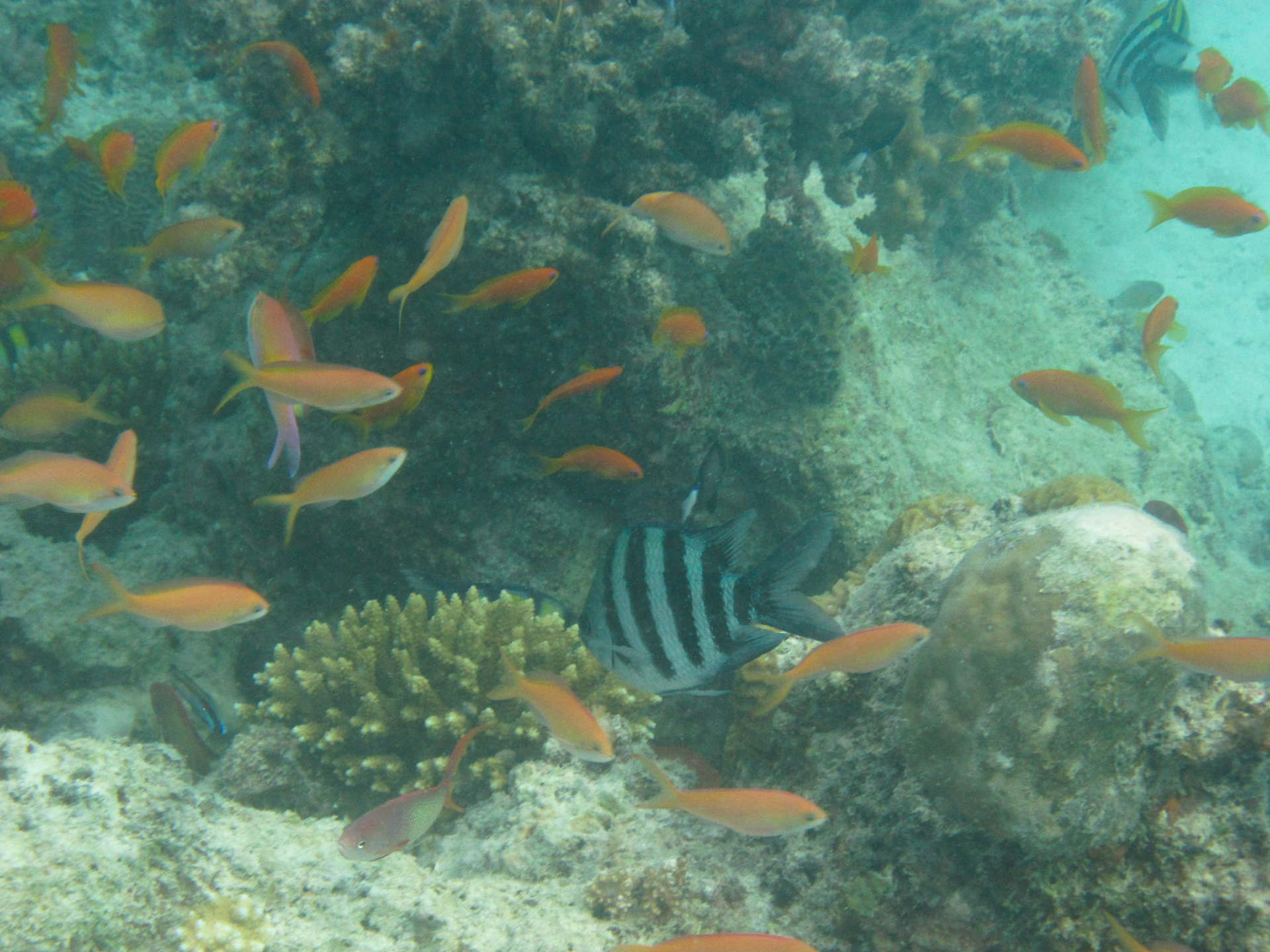 Like being in a tropical fish tank!