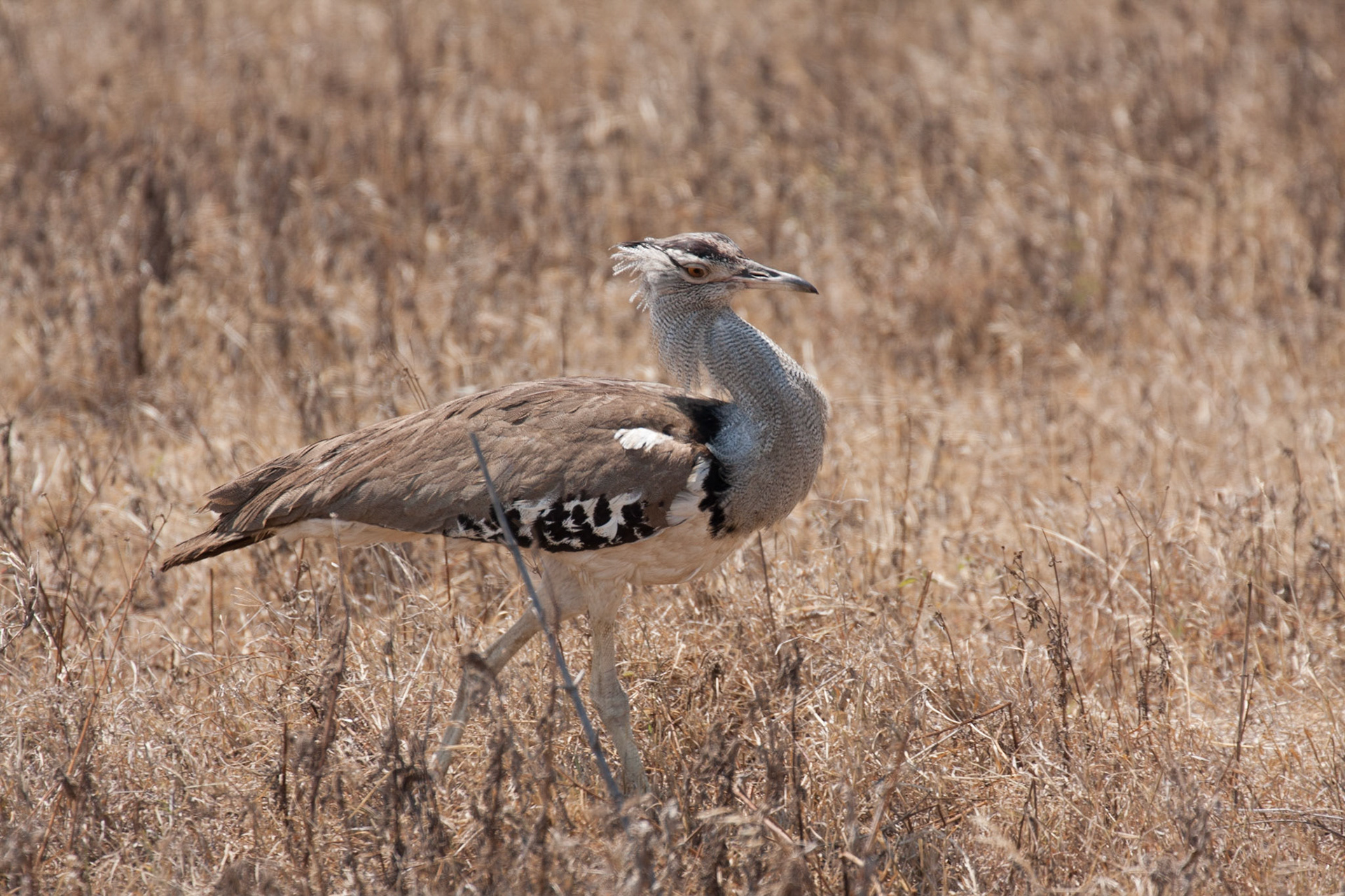 Kori bustard