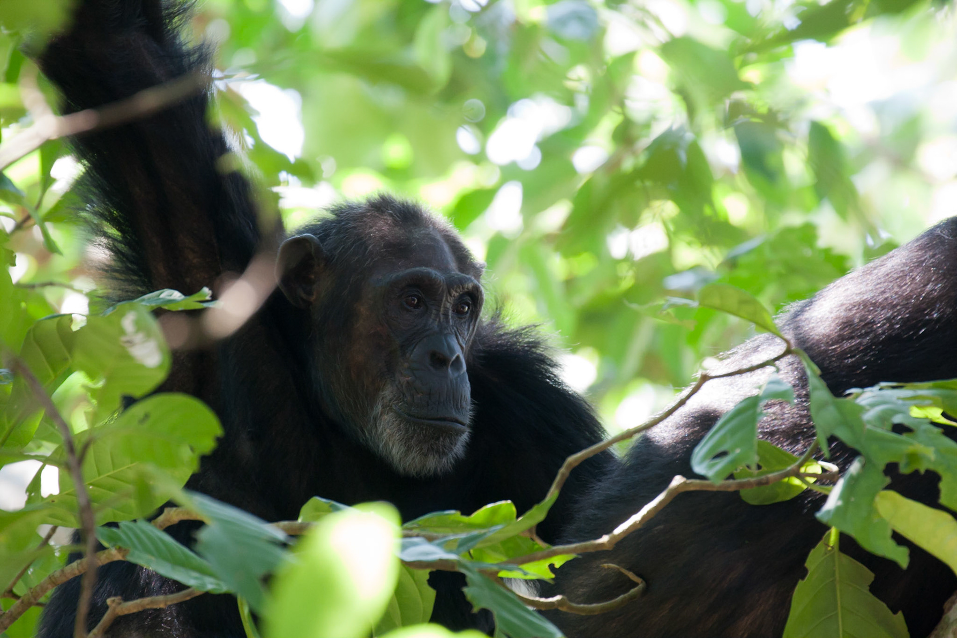 Gwekulu, wise old lady of 48