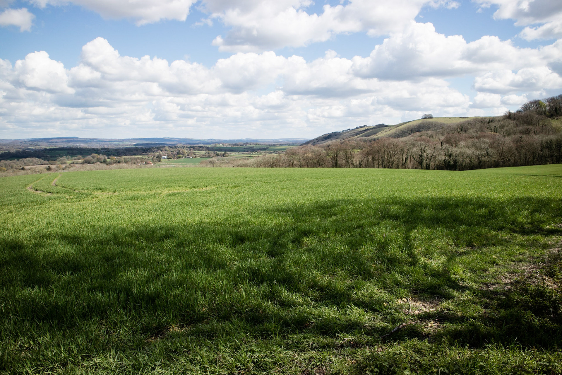 South Downs Way: Buriton to Harting Downs
