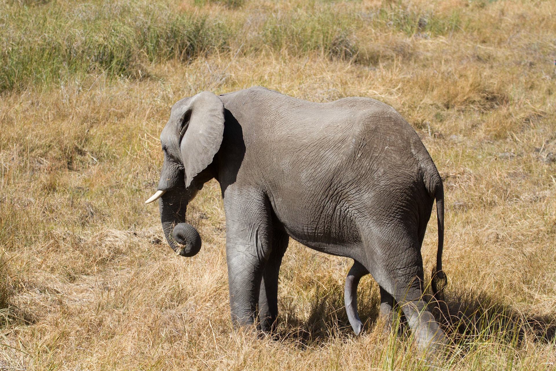 Young bull elephant feeding on grass outside our room, Selinda
