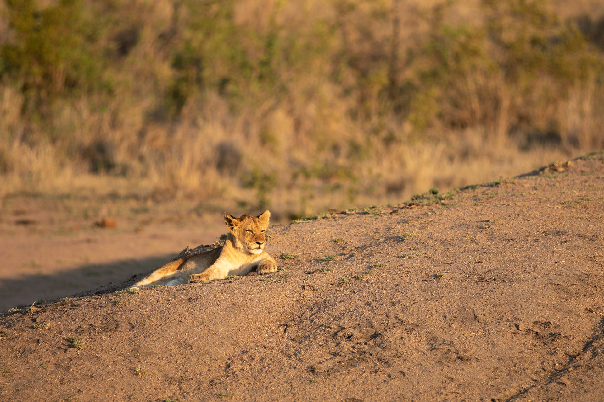 Enjoying the afternoon sun