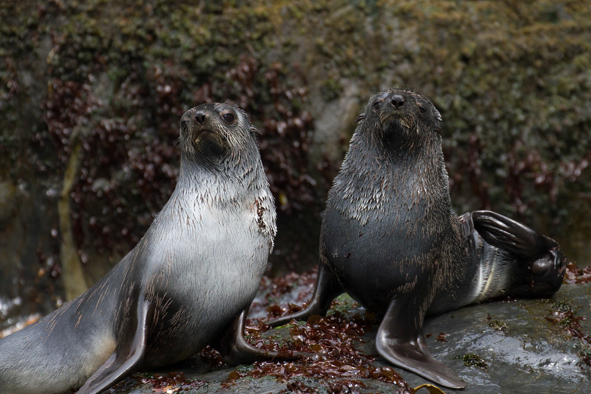 Fur seals