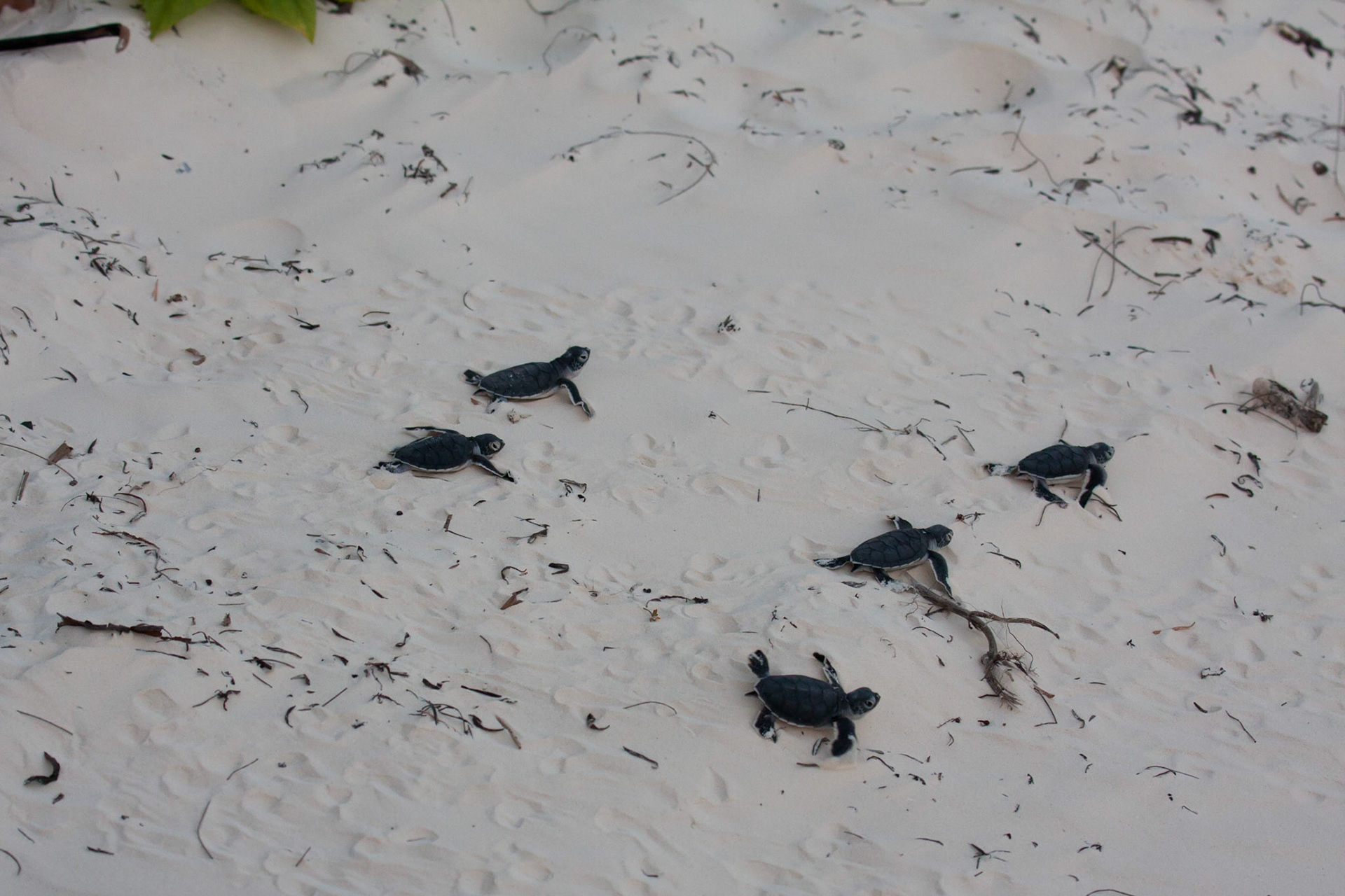 Green turtle hatchlings
