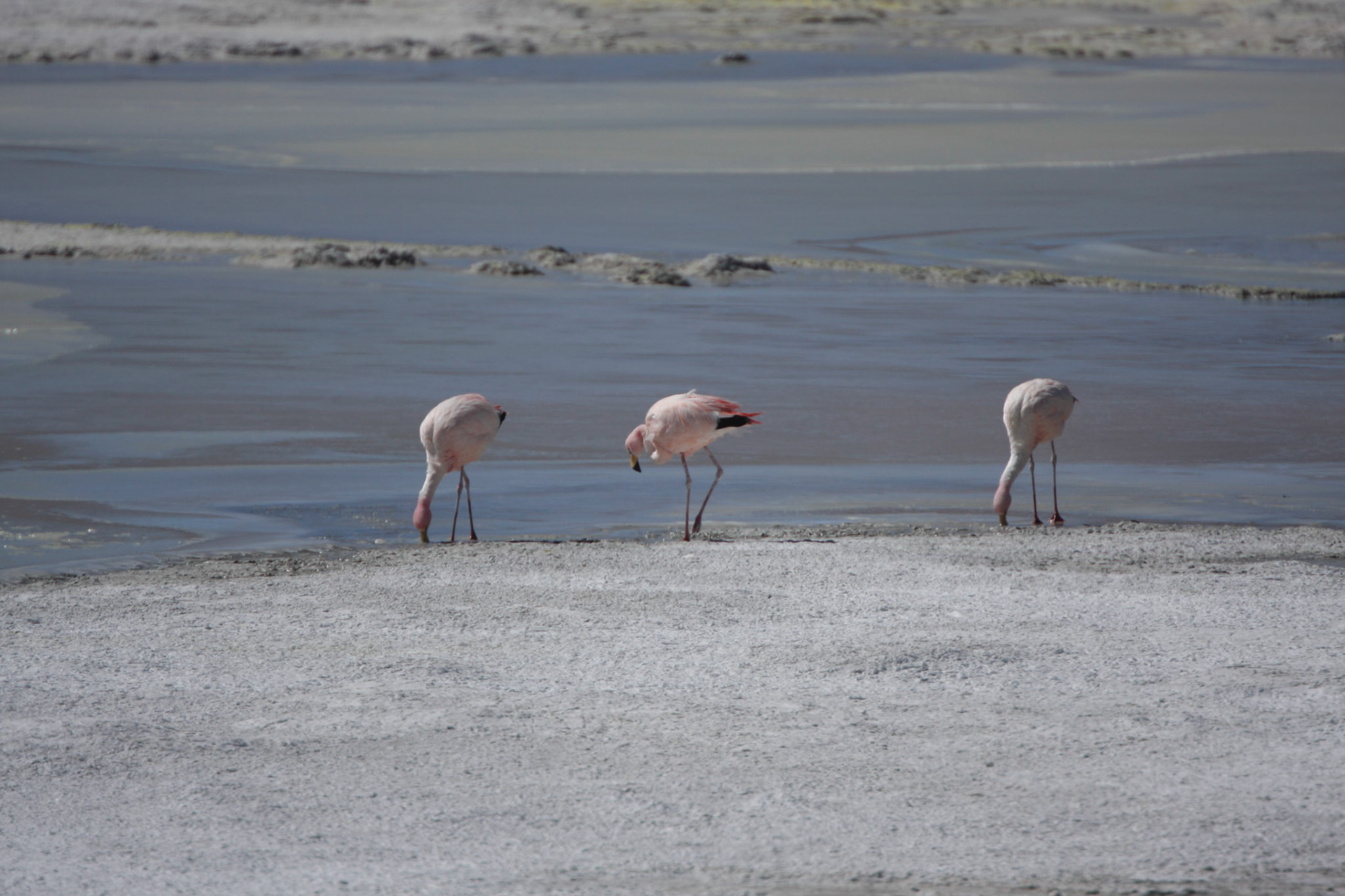 Andean flamingoes, Pujsas salt flat