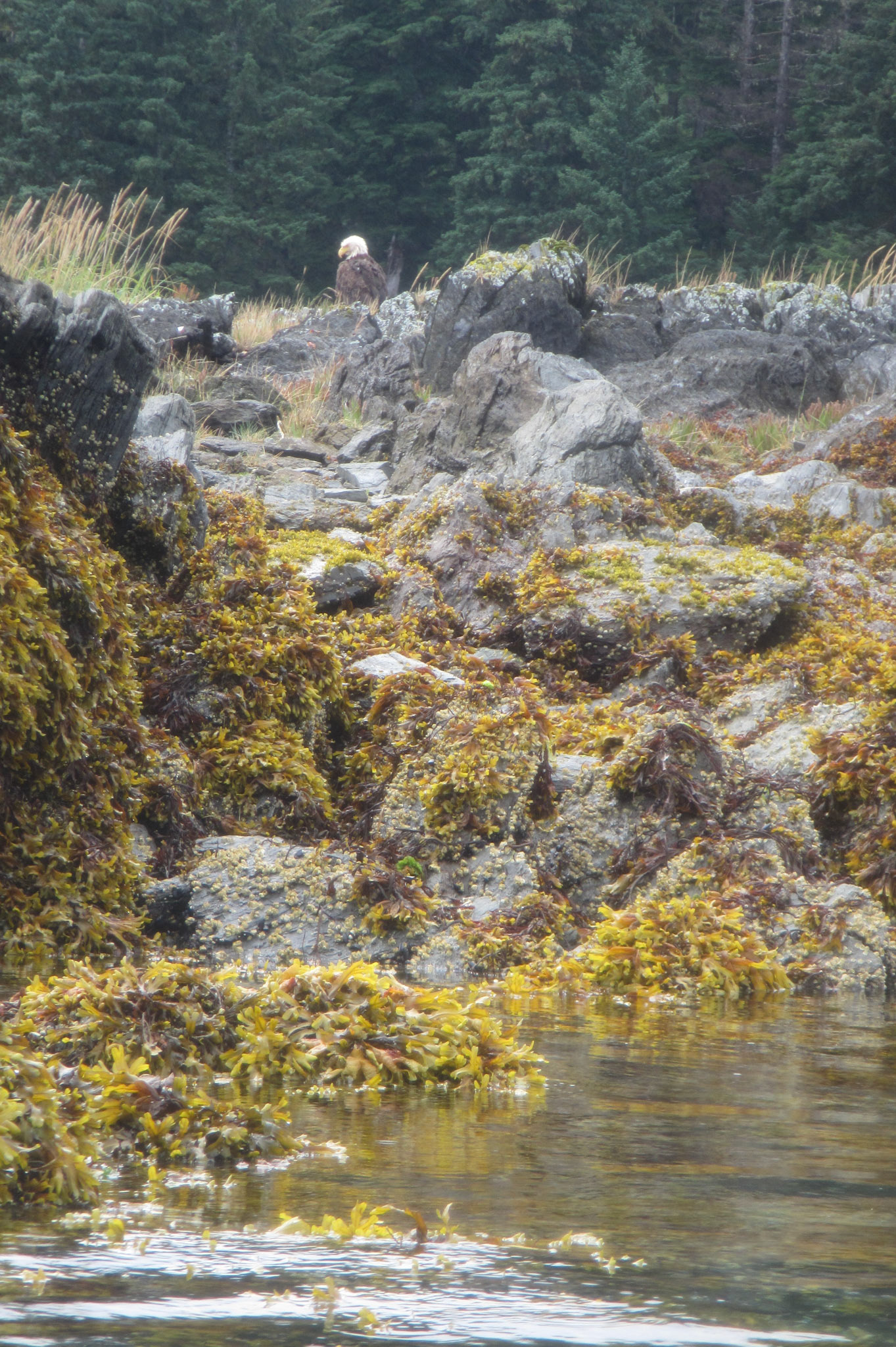 Bald eagle, Lake Eva
