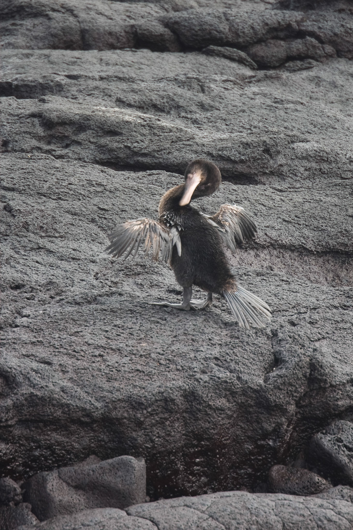 Flightless cormorant