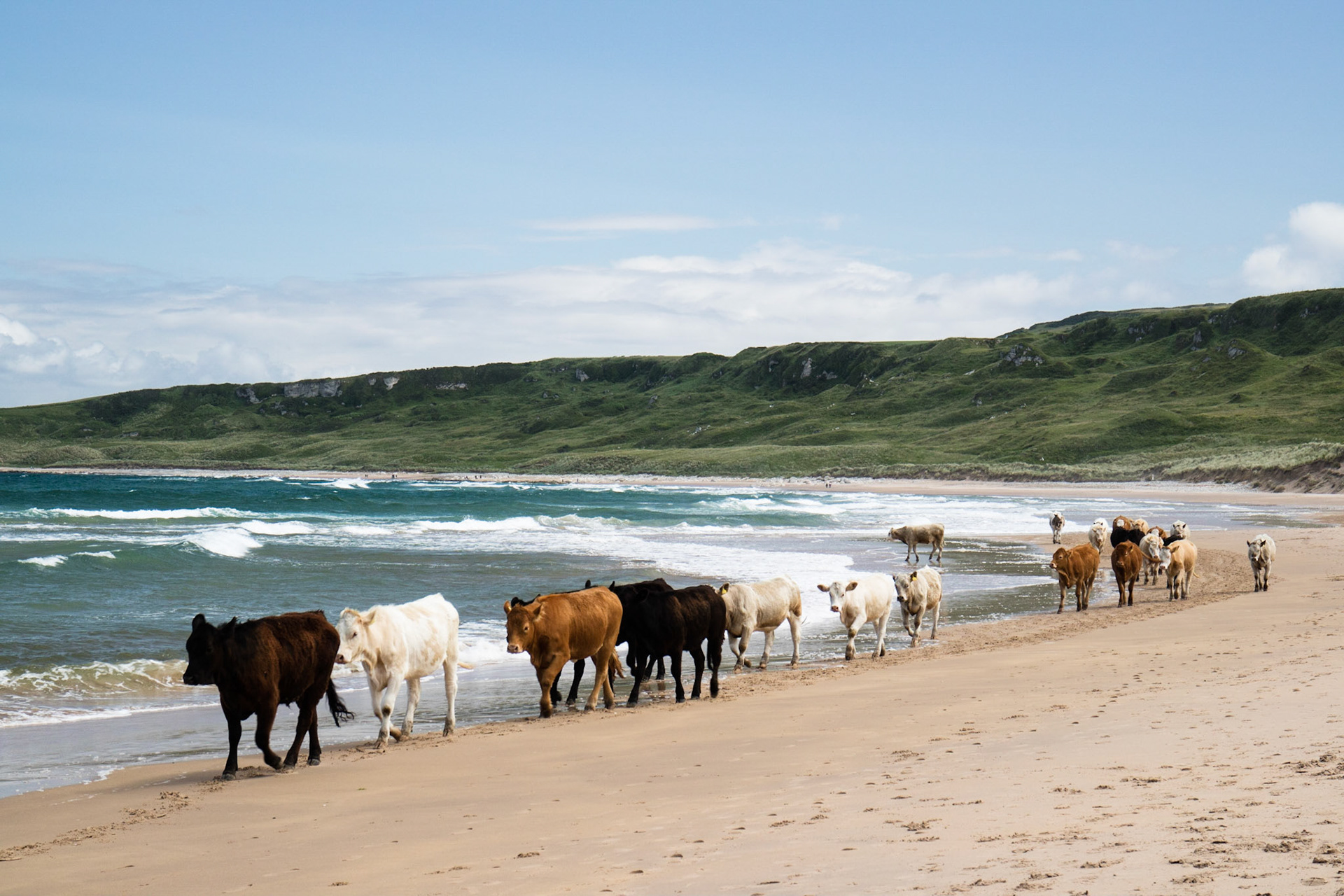 Cows on the beach!