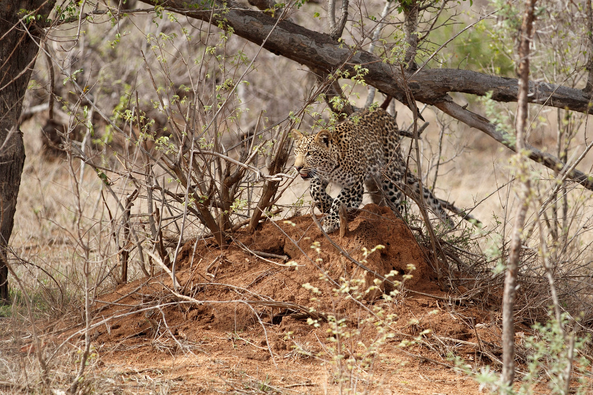 Male leopard cub