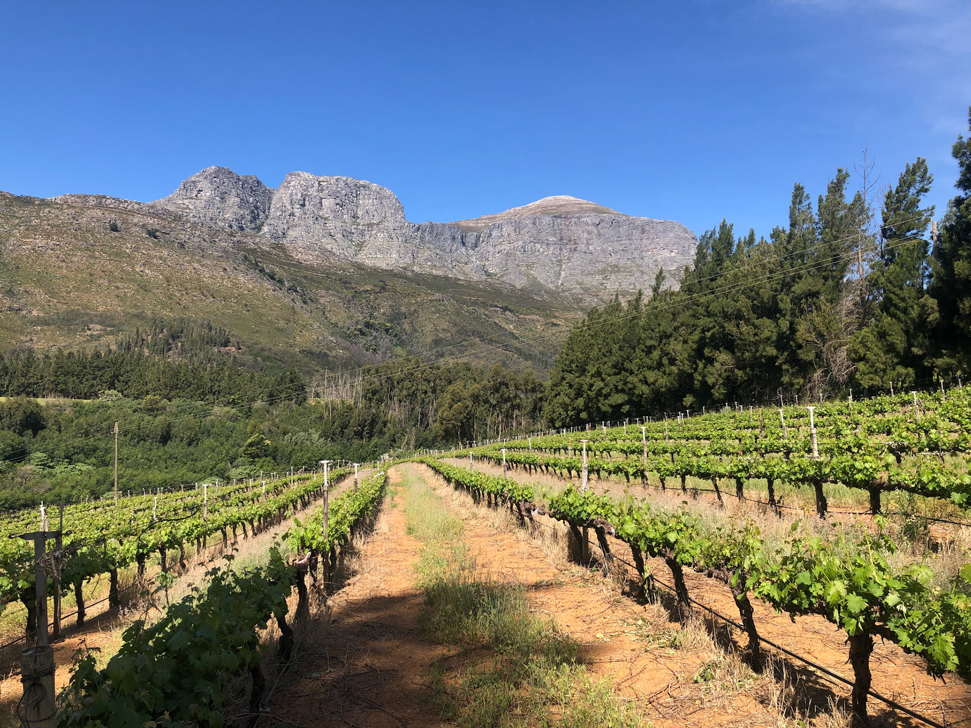 Vineyard walk, Doolhof Wine Estate