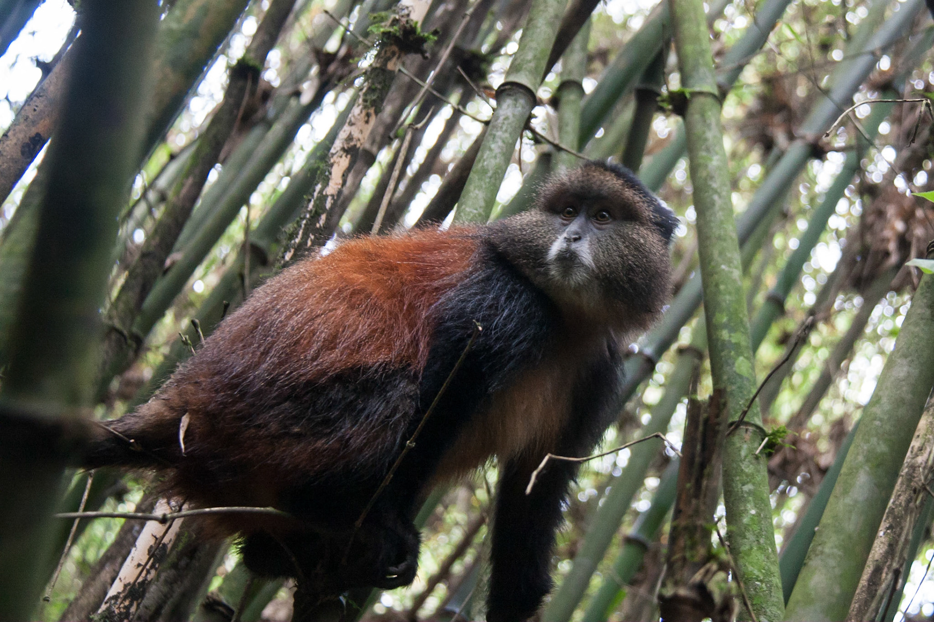 Golden monkey in the bamboo forest