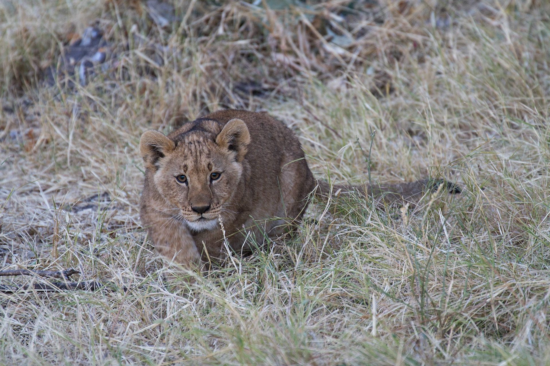 Lion cub stalking