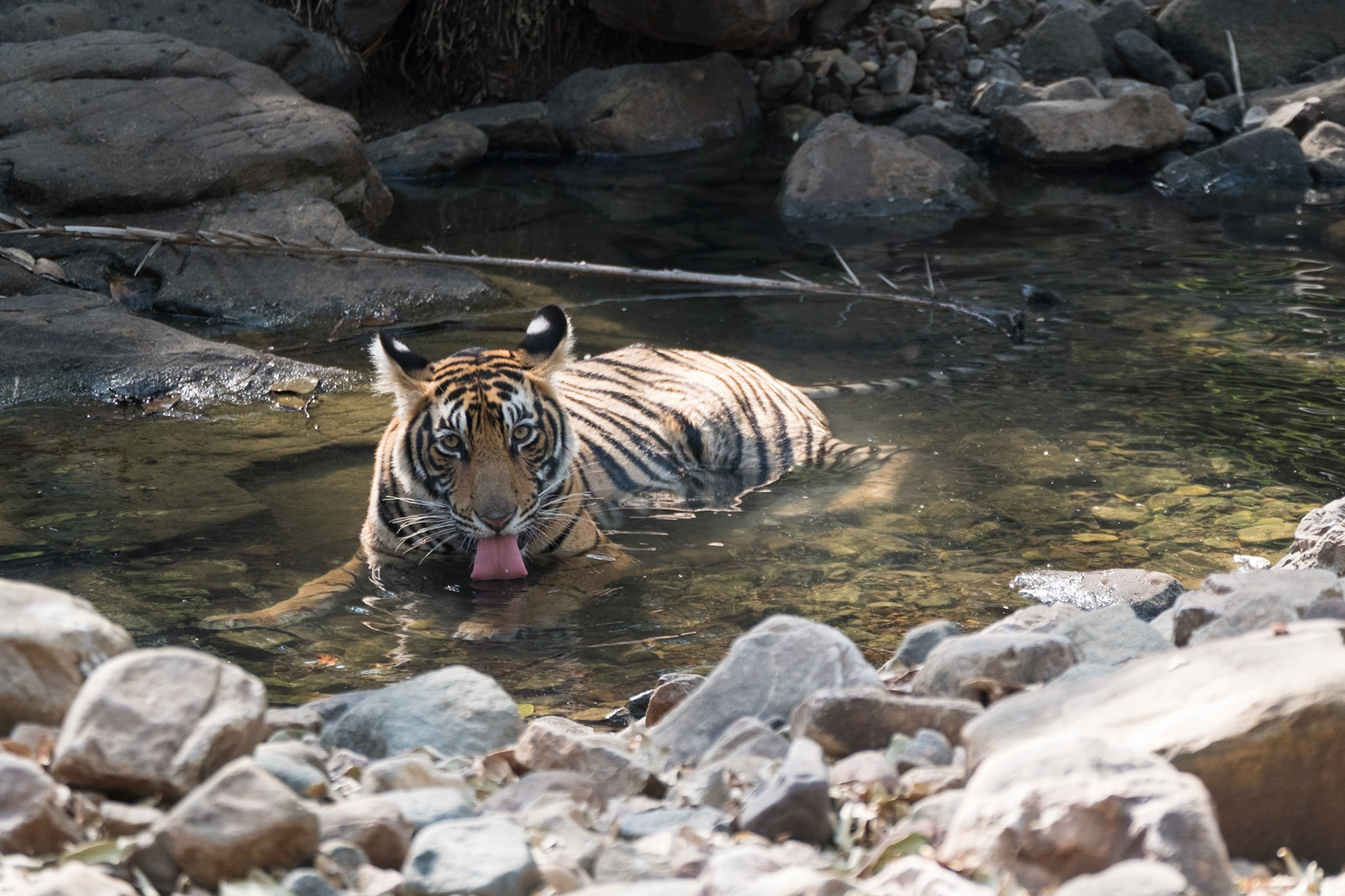 Tiger cub, Ranthambore zone 2