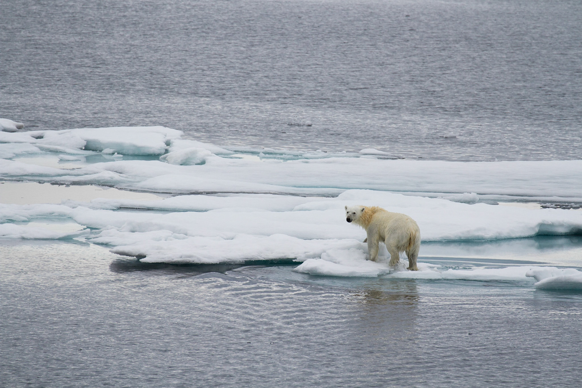 Polar bear emerging from the water