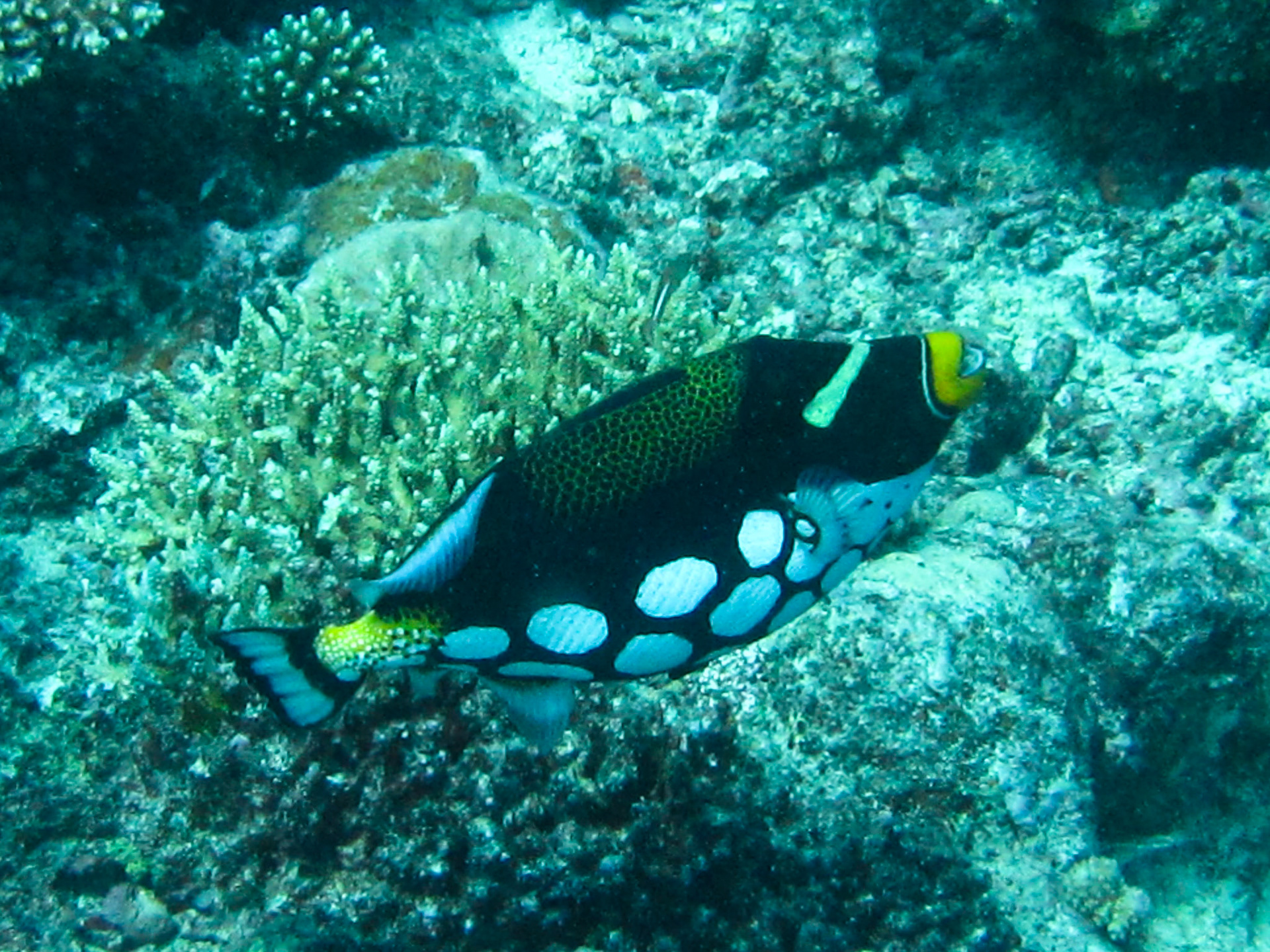 Clown triggerfish