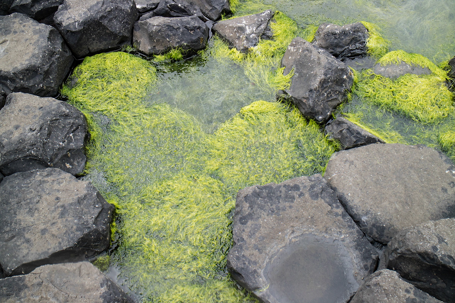 Basalt columns on the Giant's Causeway