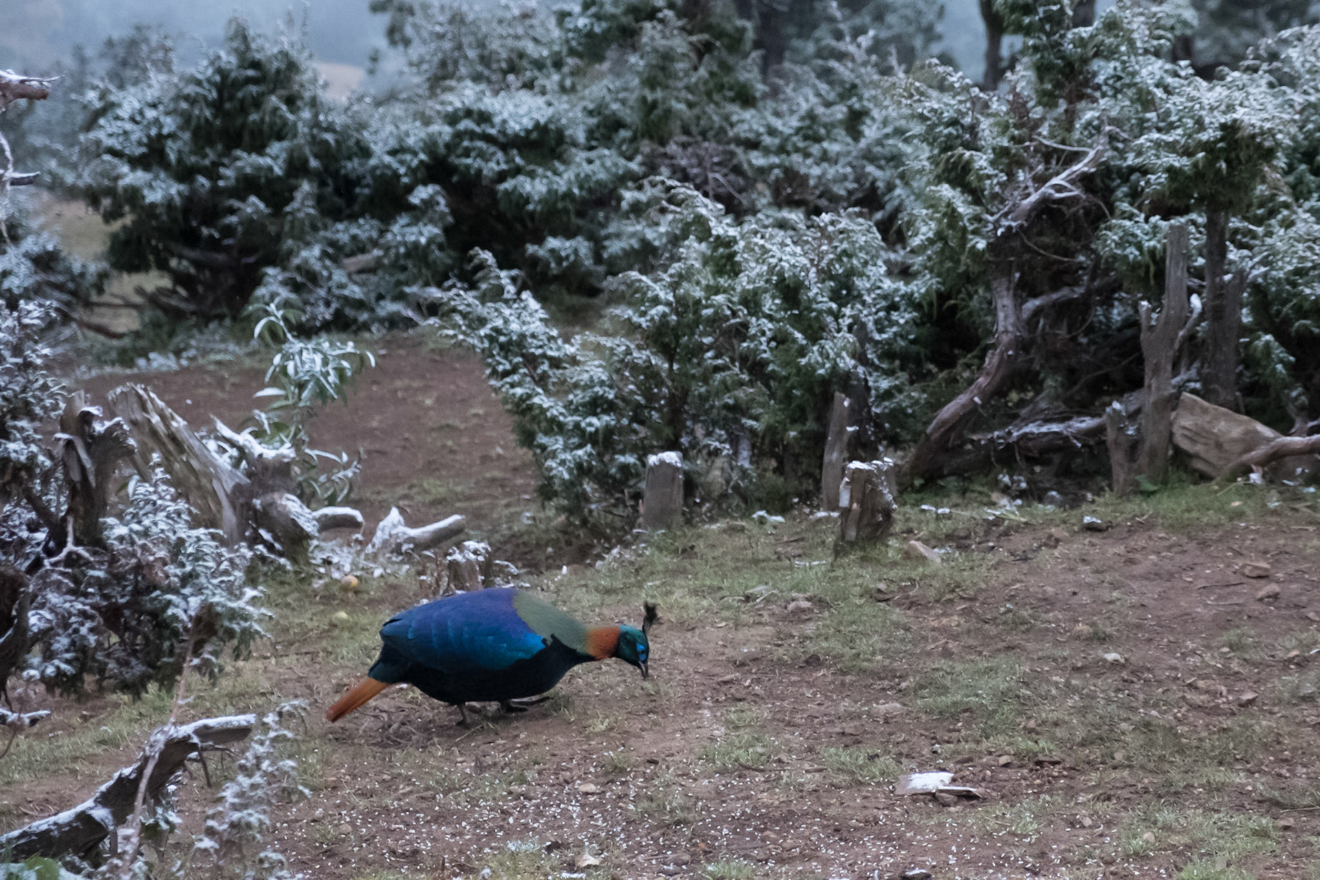 Himalayan Monal