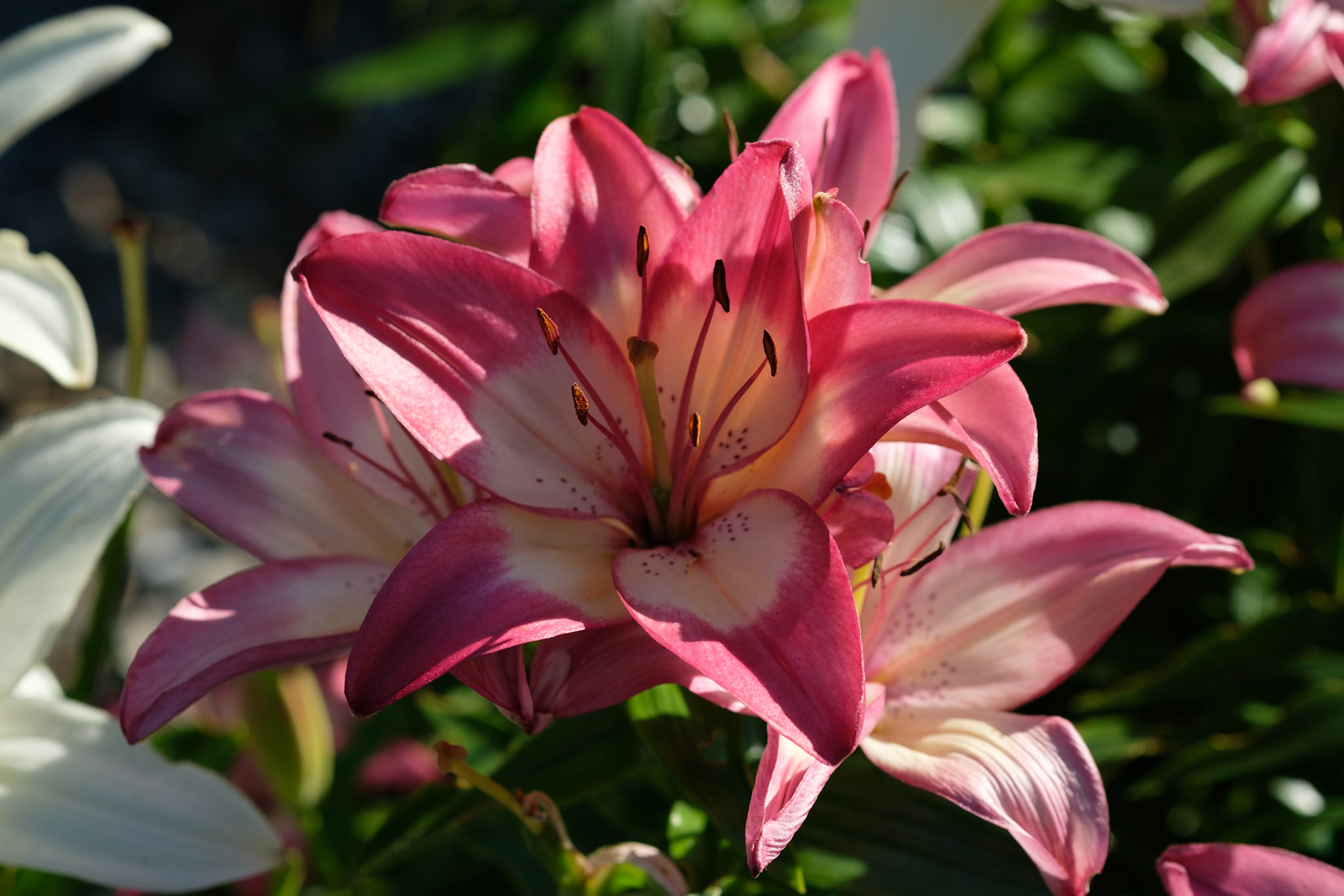 Lily (square pot)
