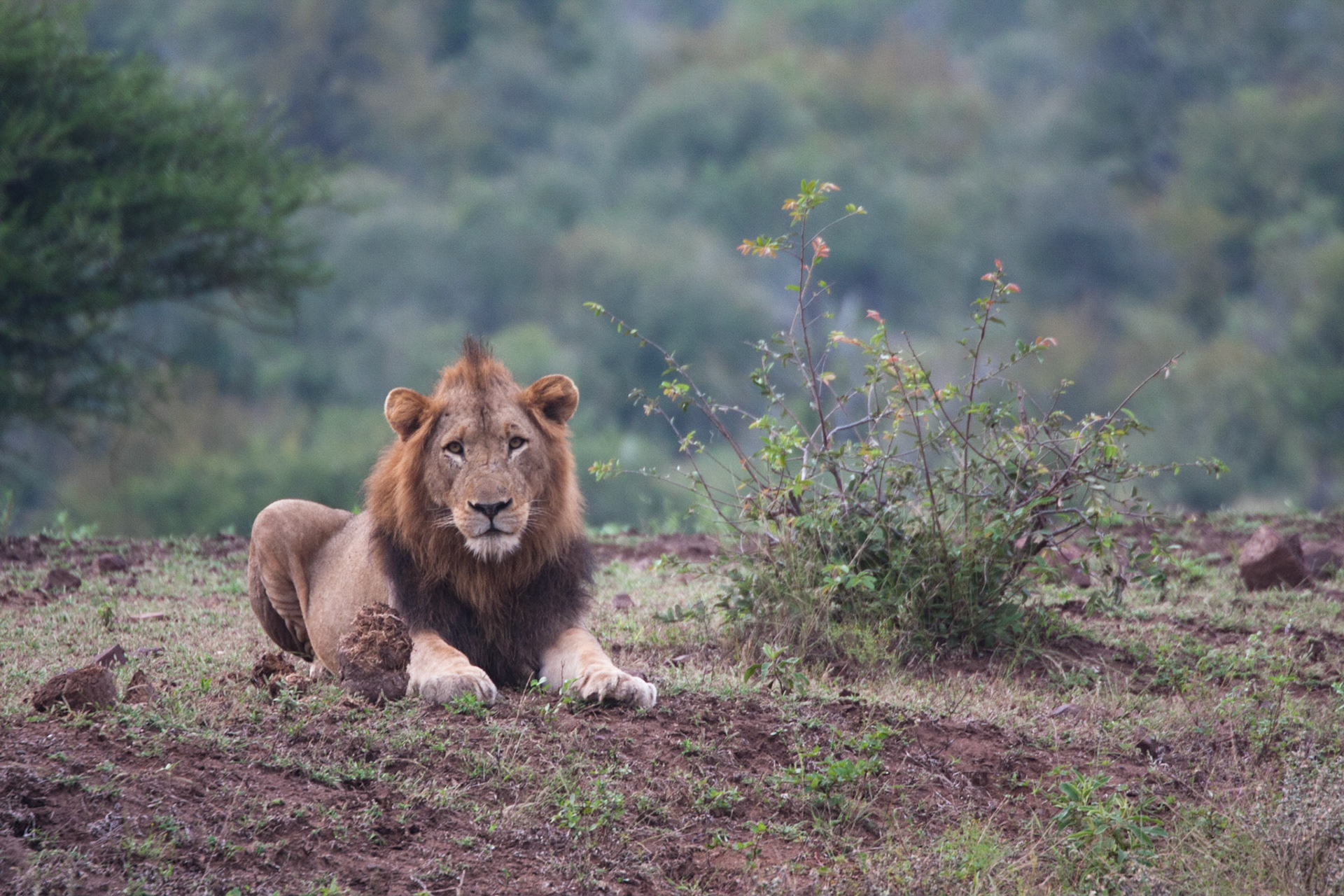 Male lion
